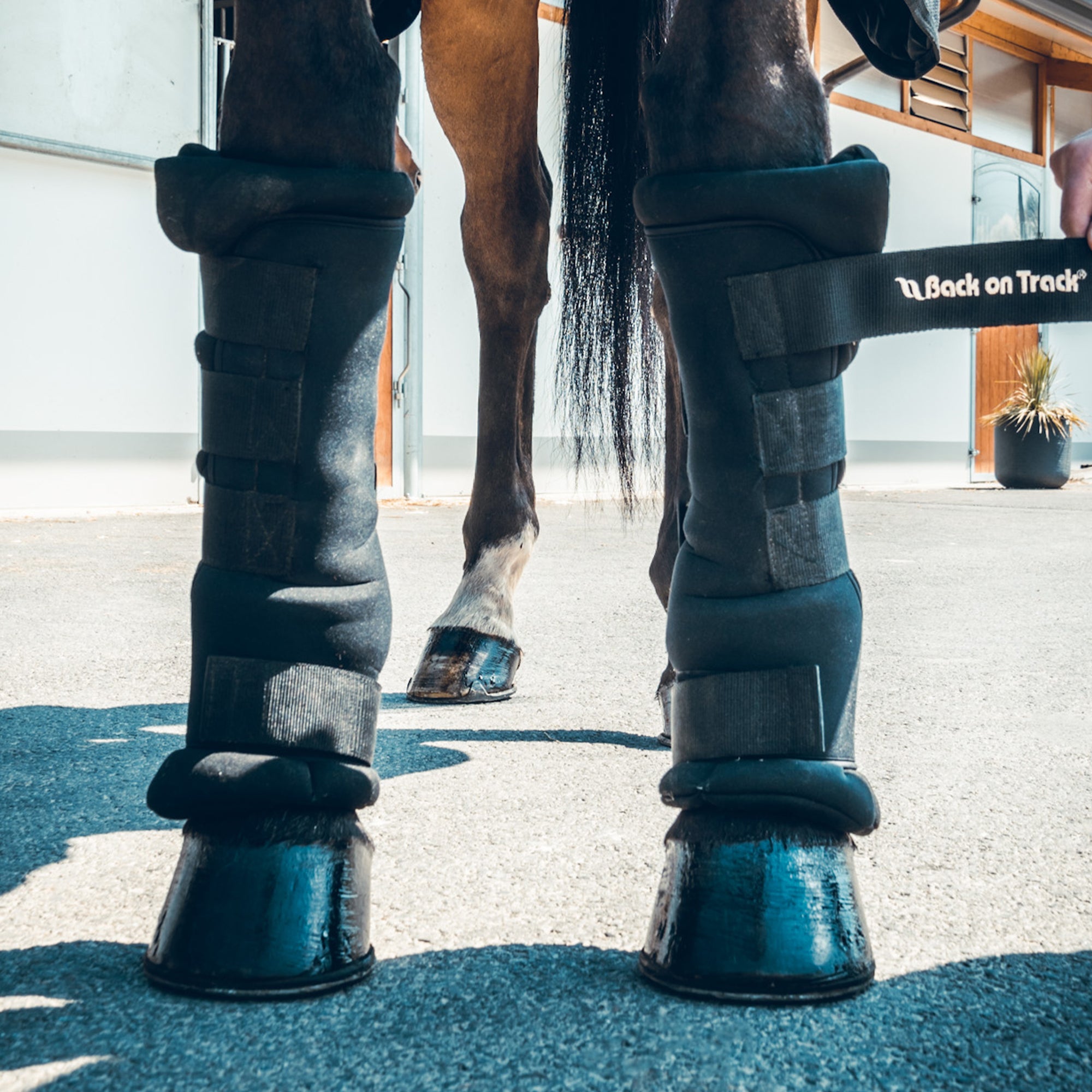 Quick Wrap Royal (Pair)