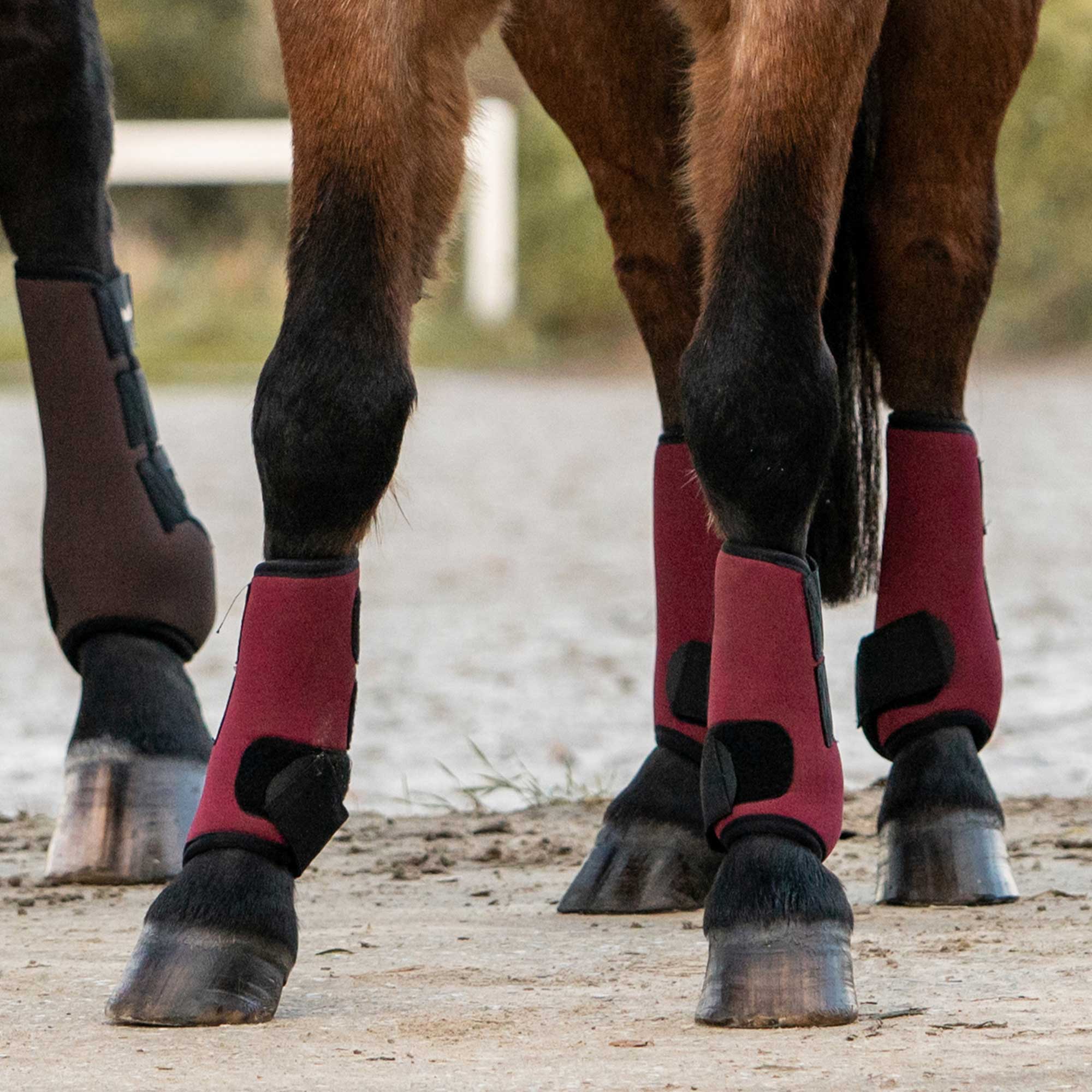 "Opal" Exercise Boots, Front Legs