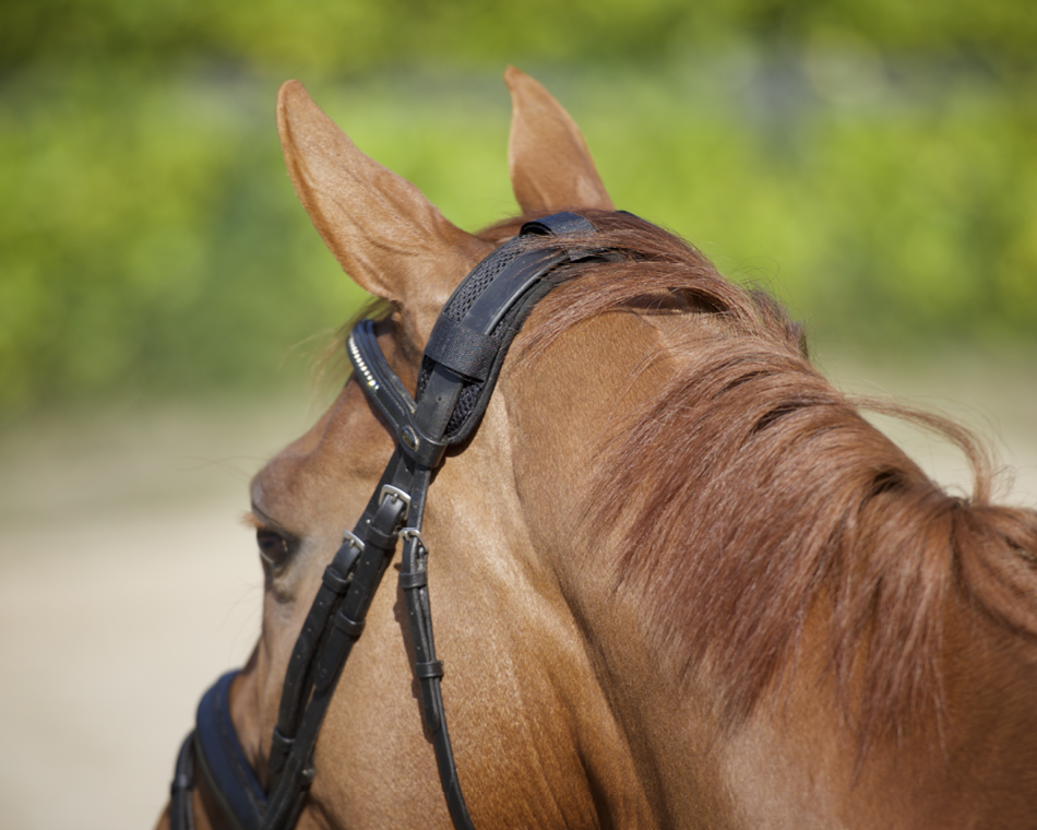 Hästnackskydd träns-grimma, Svart - Back on Track Sverige (5300131070107)