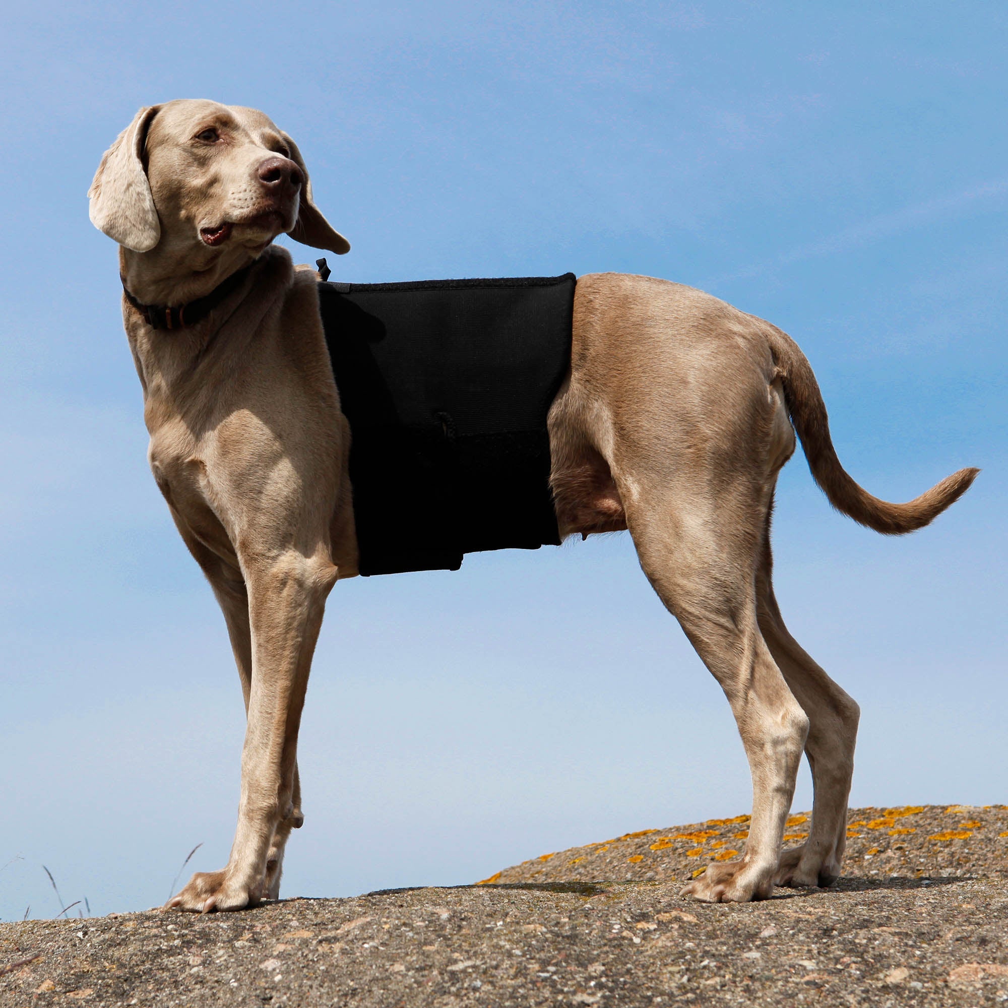Dog Back Brace