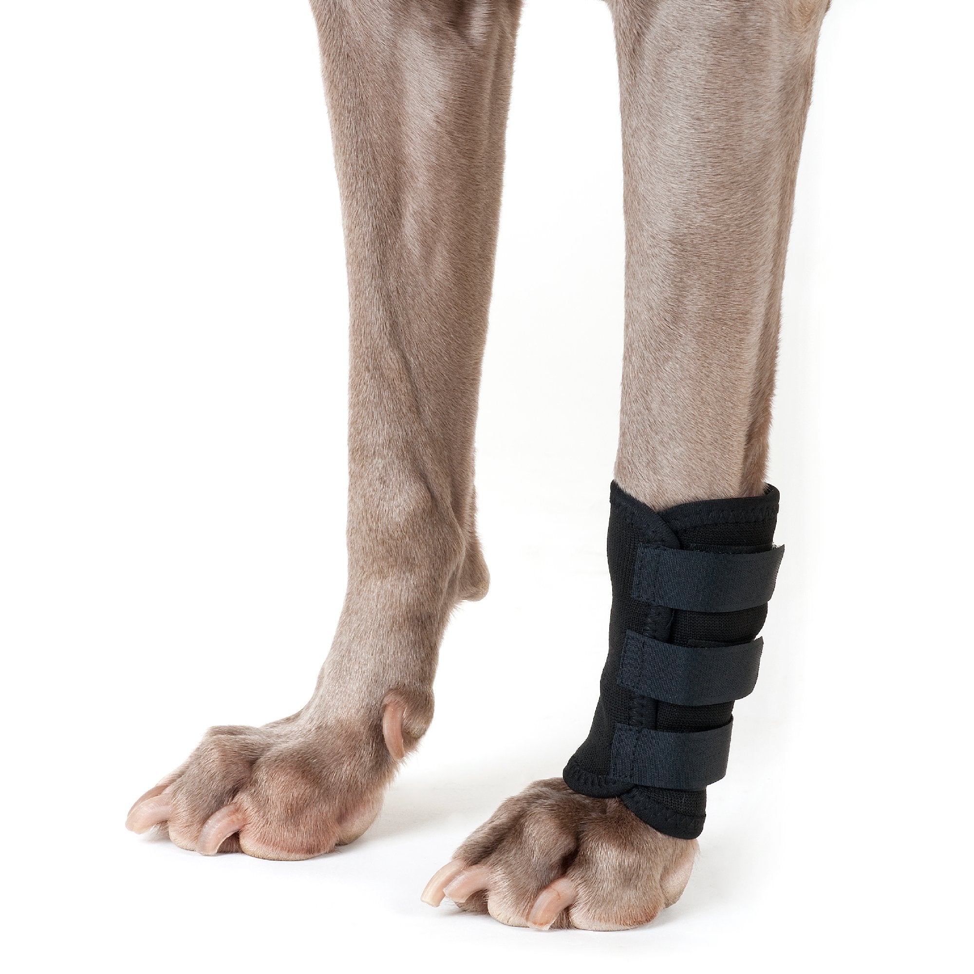 Hundbenskydd - Back on Track Sverige (5300242808987)