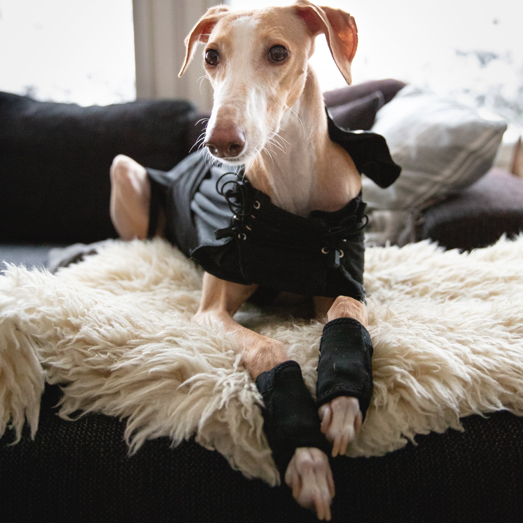 Hundbenskydd - Back on Track Sverige (5300242808987)