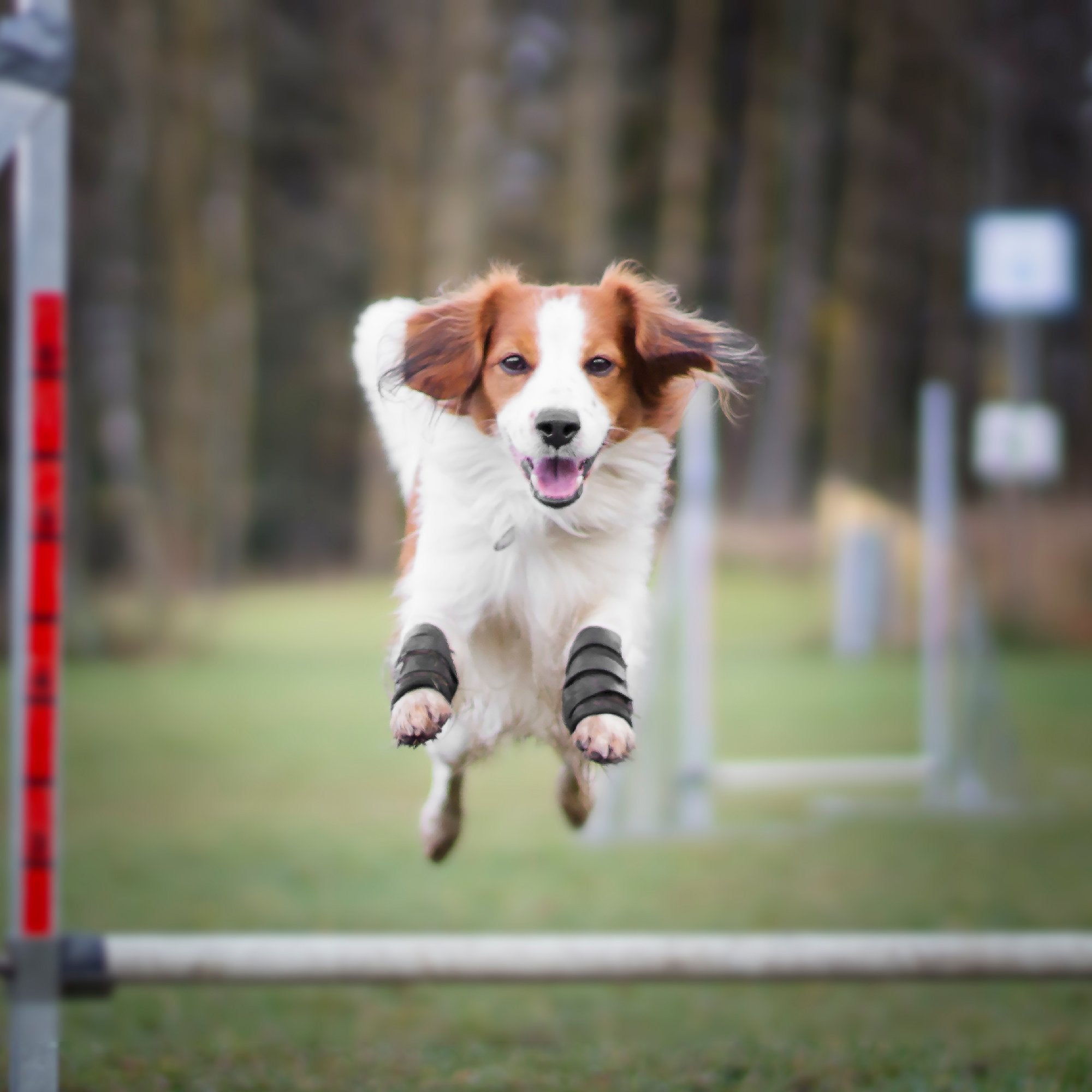 Hundbenskydd - Back on Track Sverige (5300242808987)