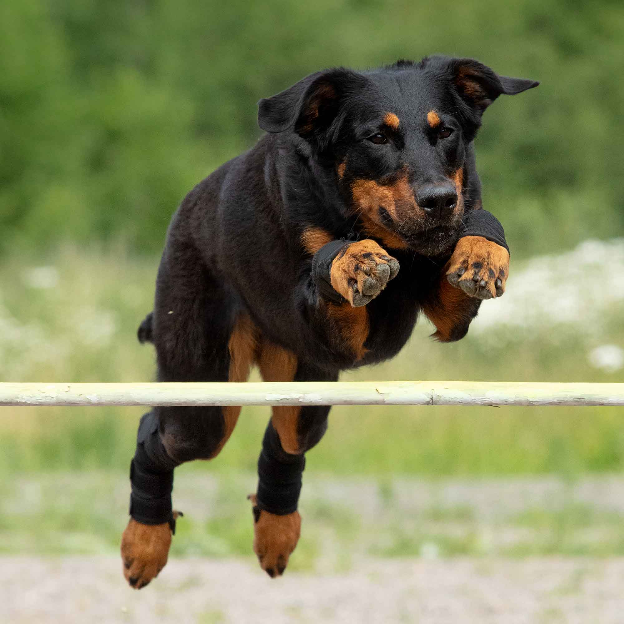 Dog Hock Brace (Pair)