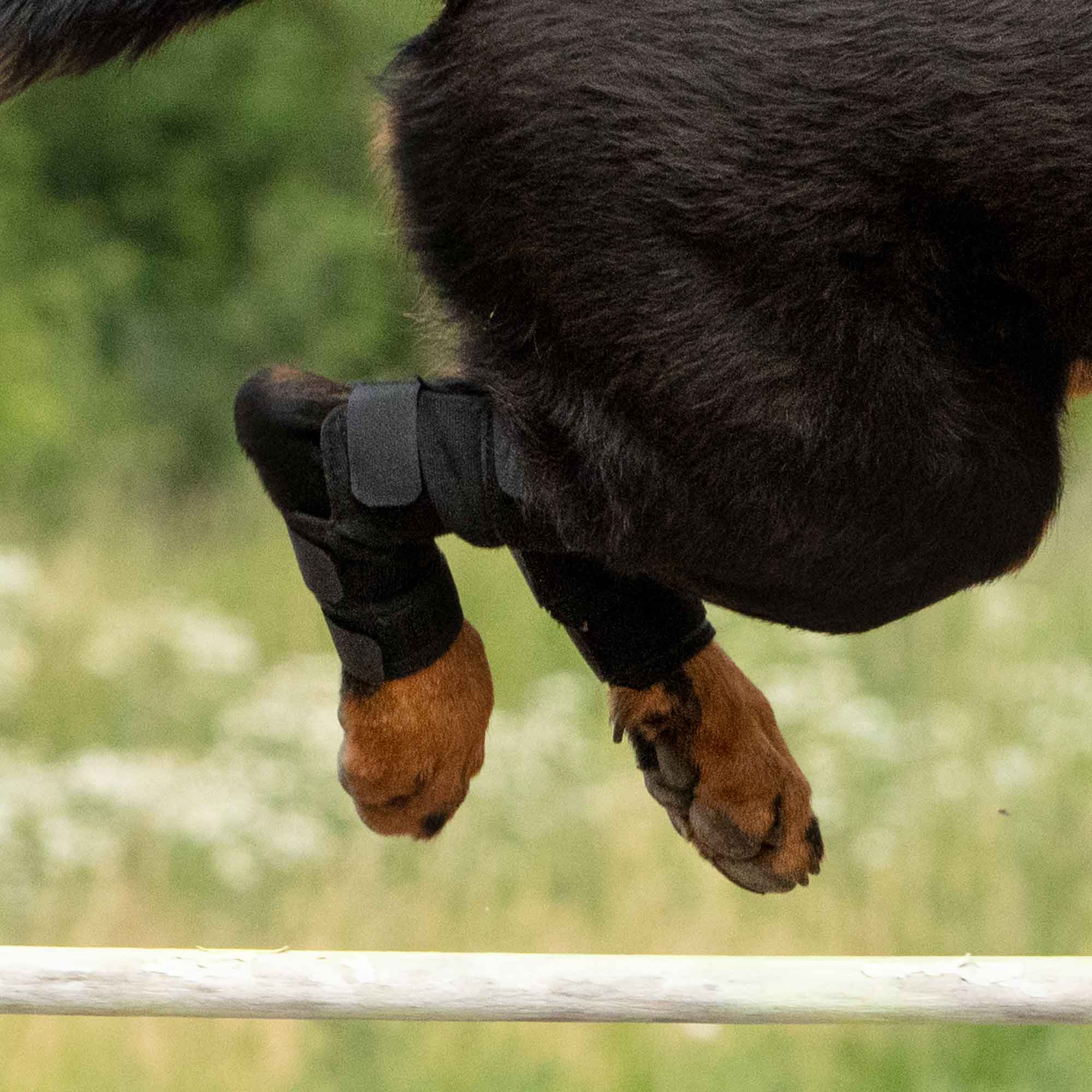 Dog Hock Brace (Pair)