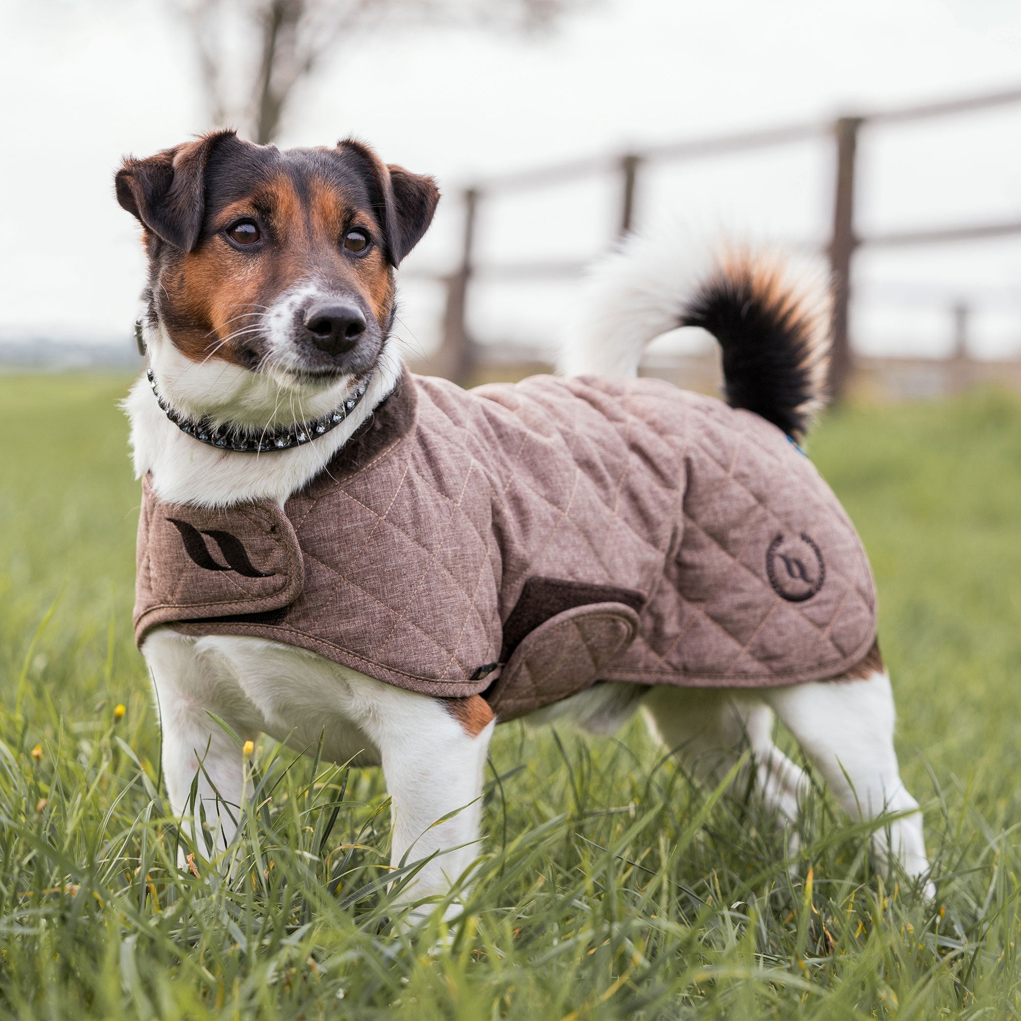 "Haze Collection" Dog Coat