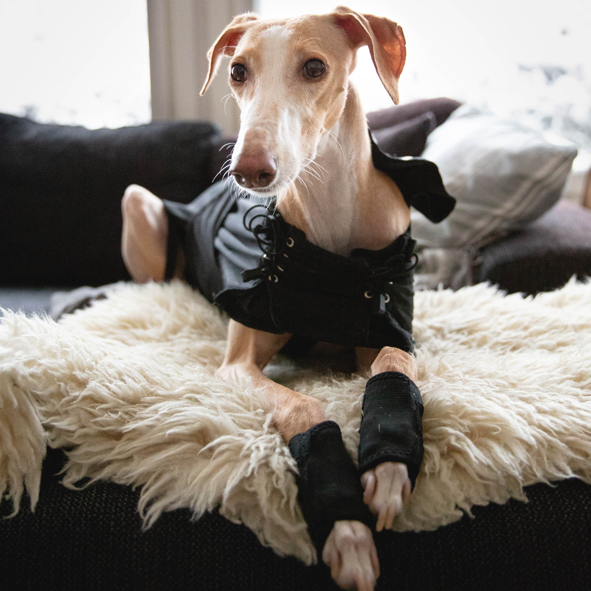 Standardtäcke Greyhound - Back on Track Sverige (5300233109659)