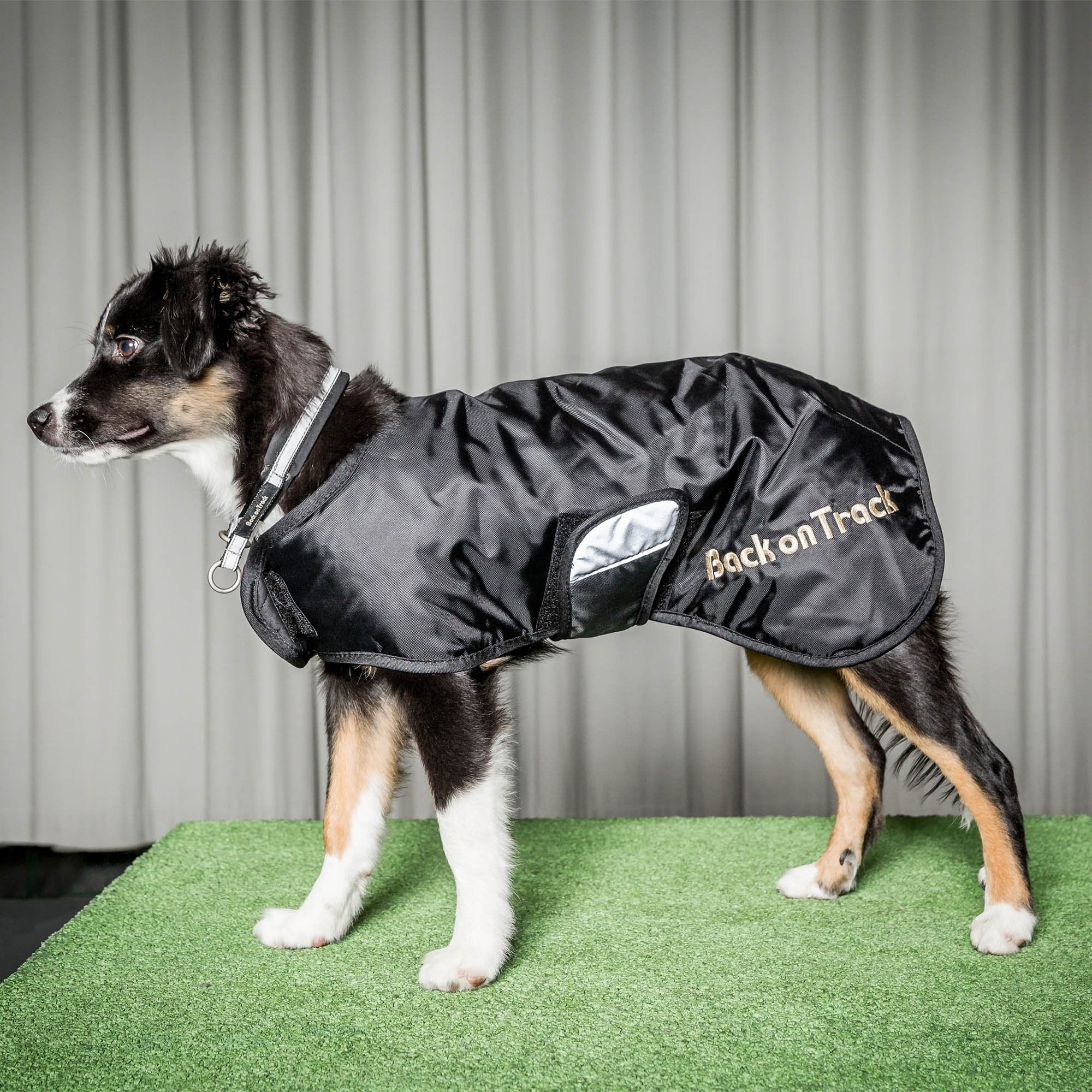 Hundhalsband Molly - Back on Track Sverige (5300242448539)