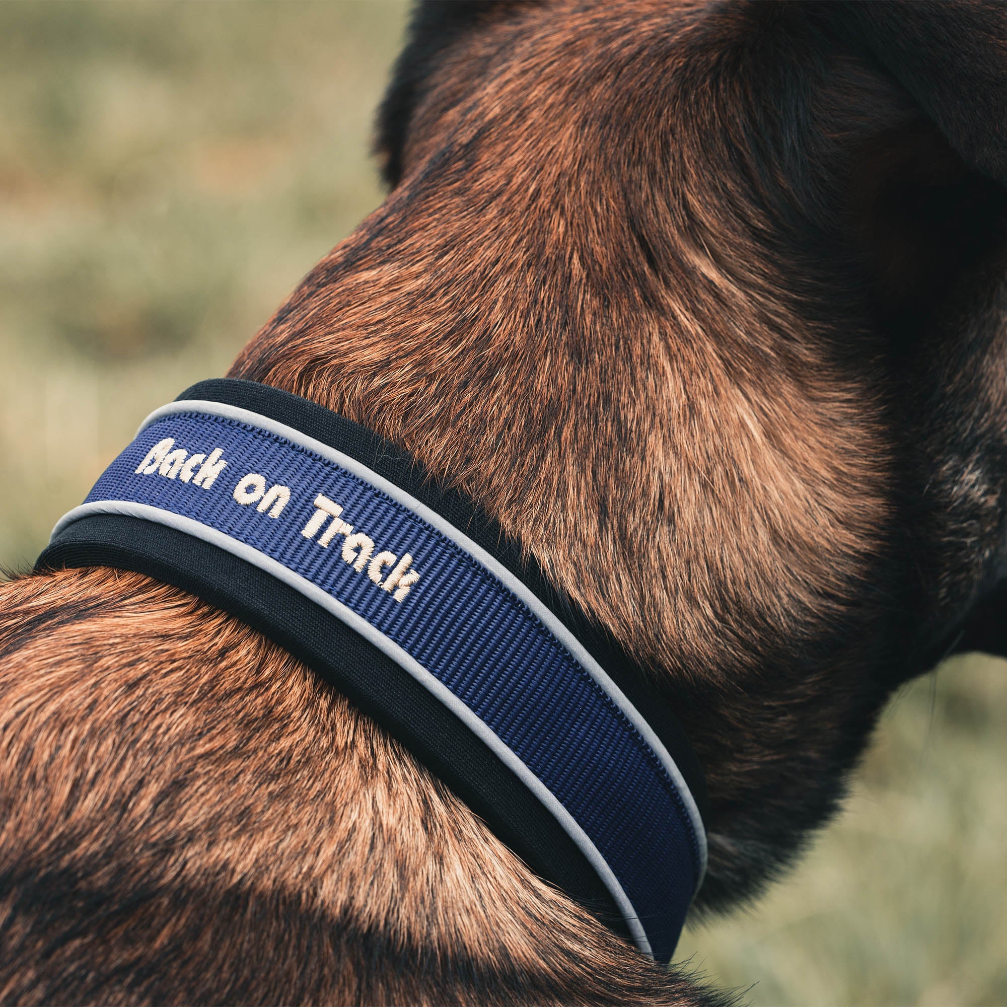"Charlie" Dog Collar