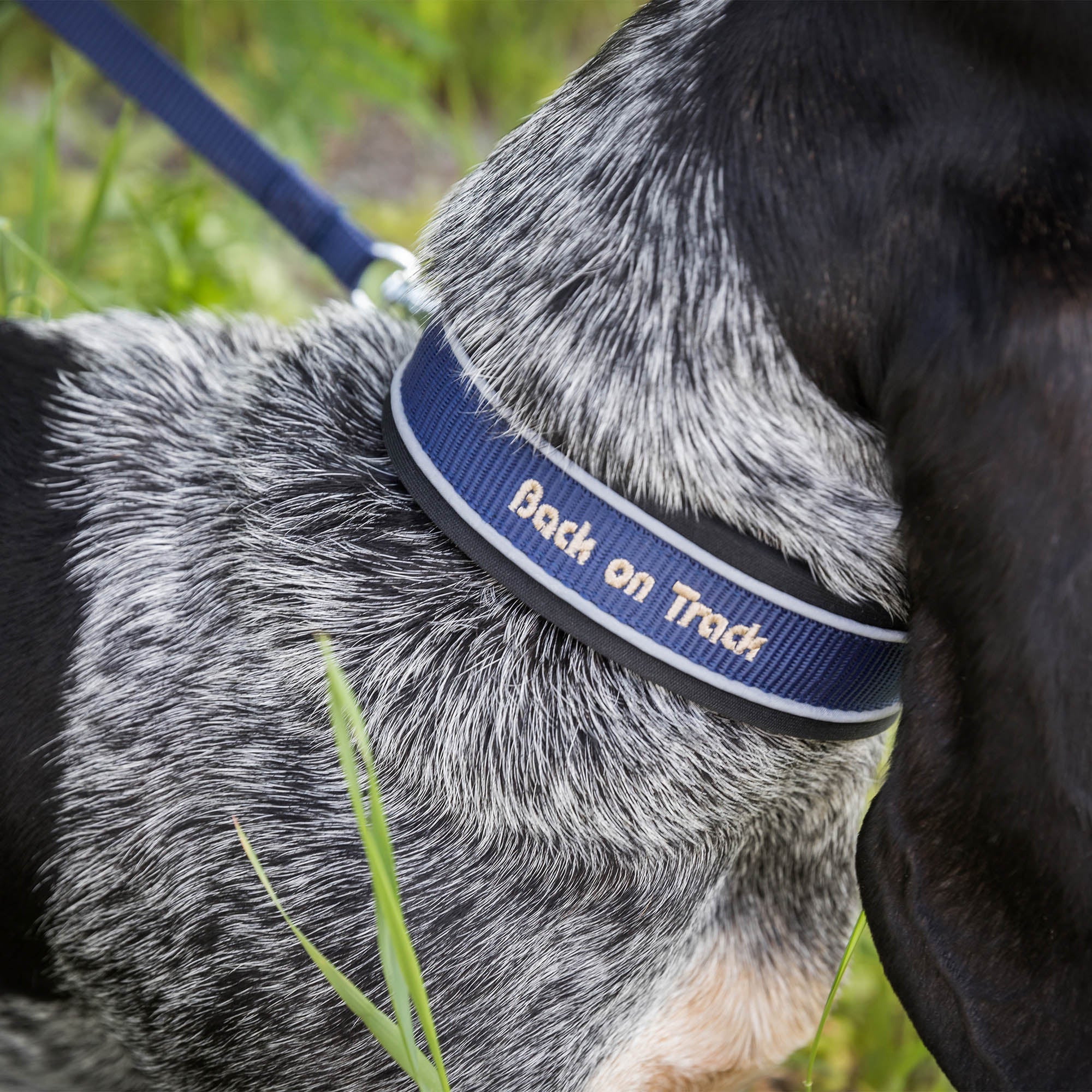 "Charlie" Dog Collar