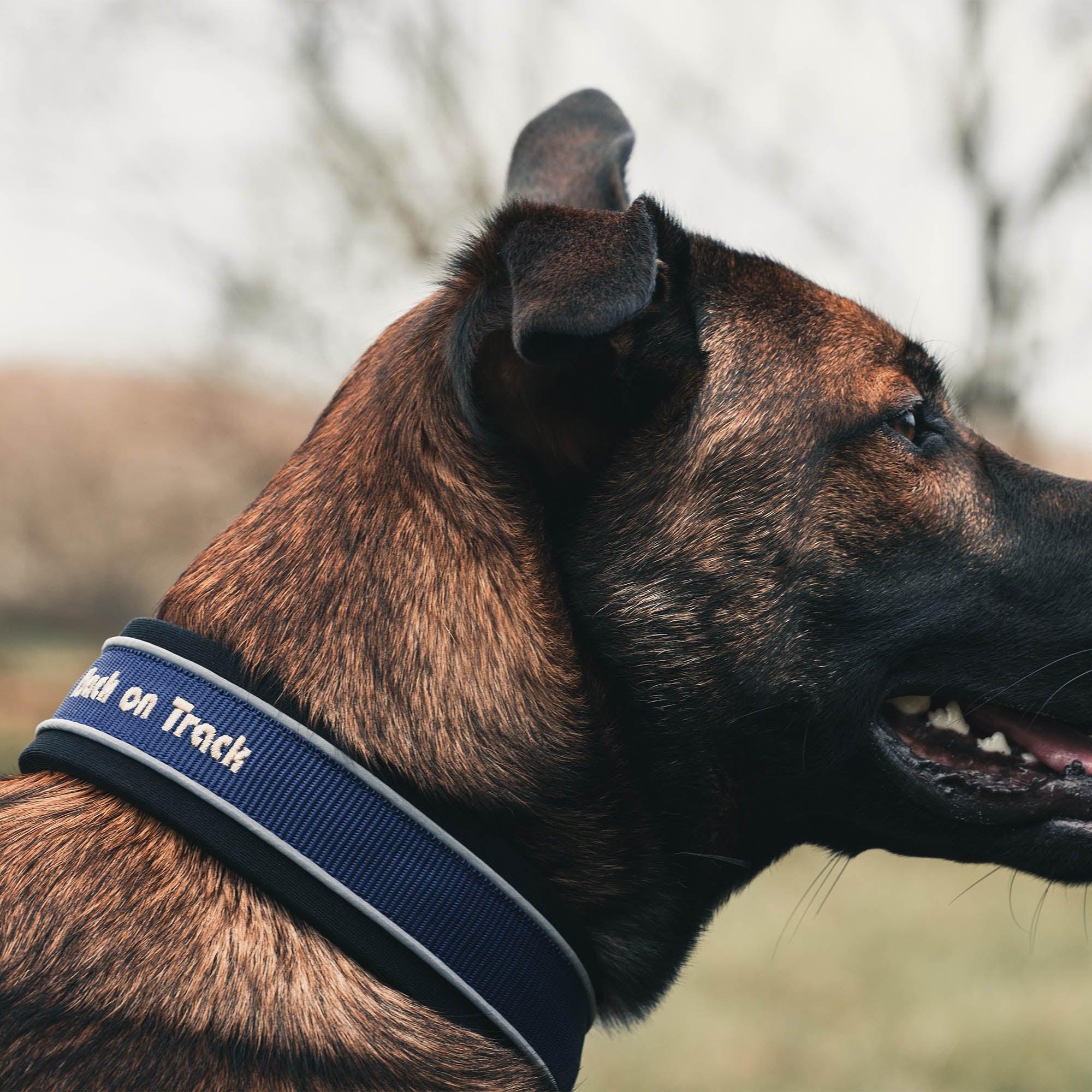 "Charlie" Dog Collar