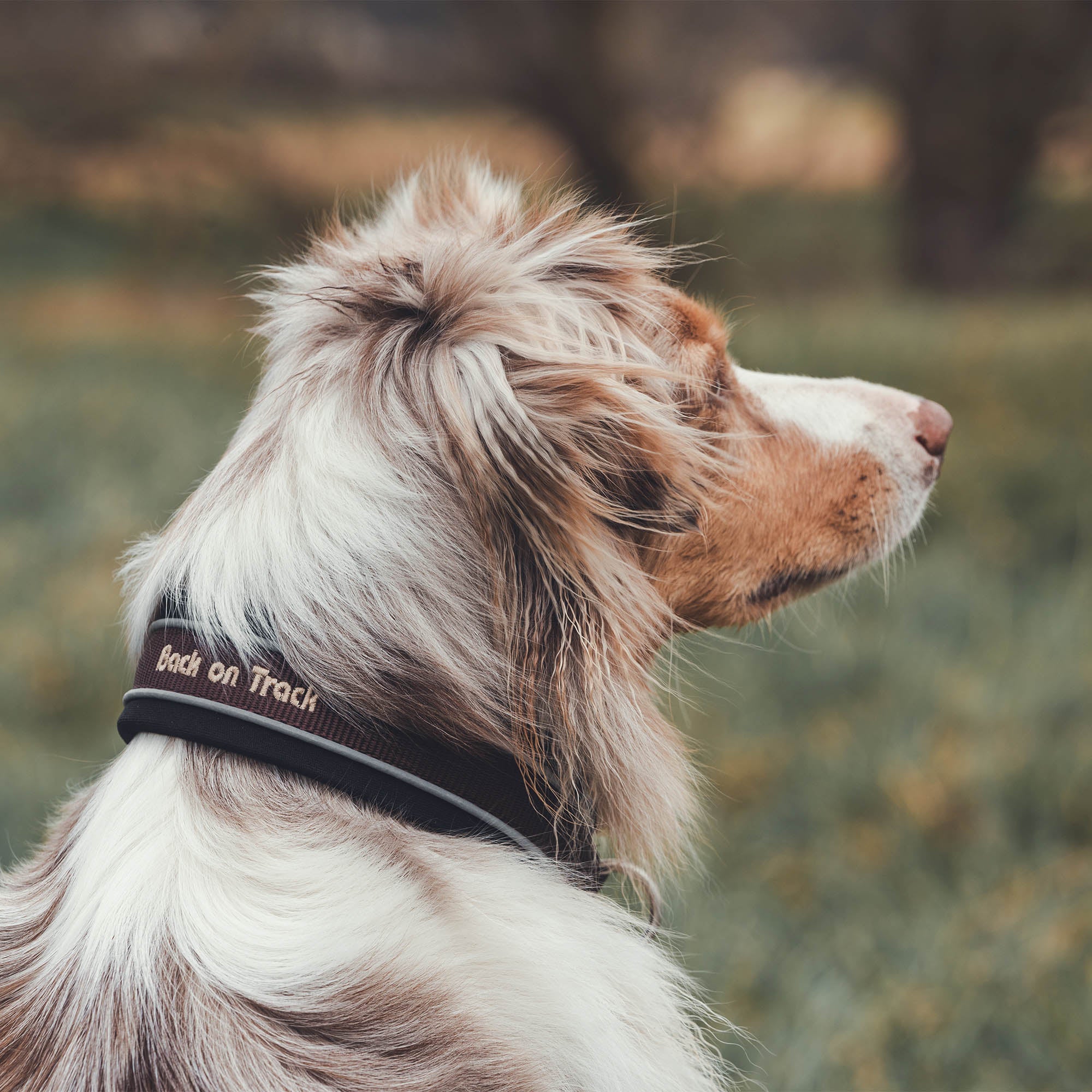 "Charlie" Dog Collar