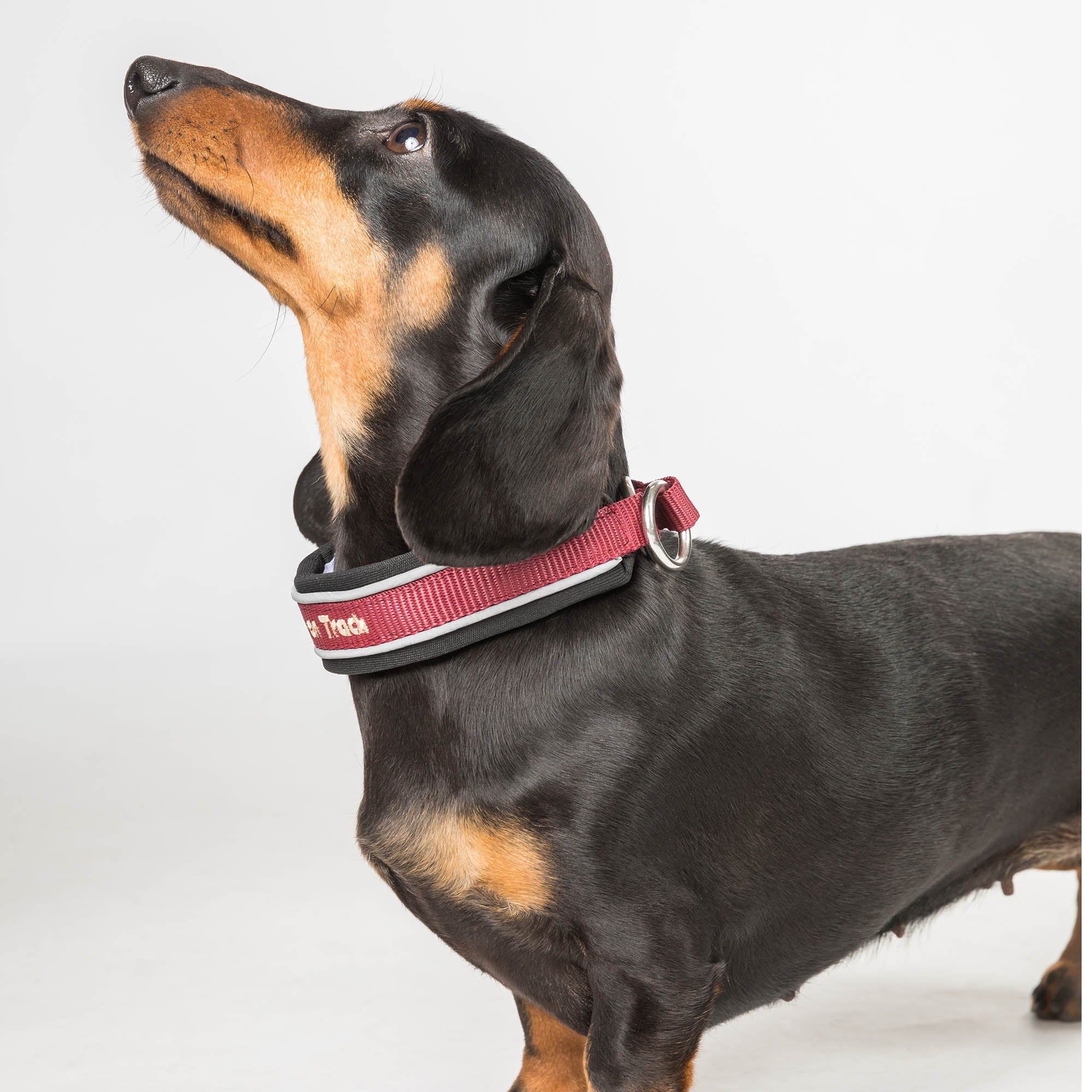 "Charlie" Dog Collar