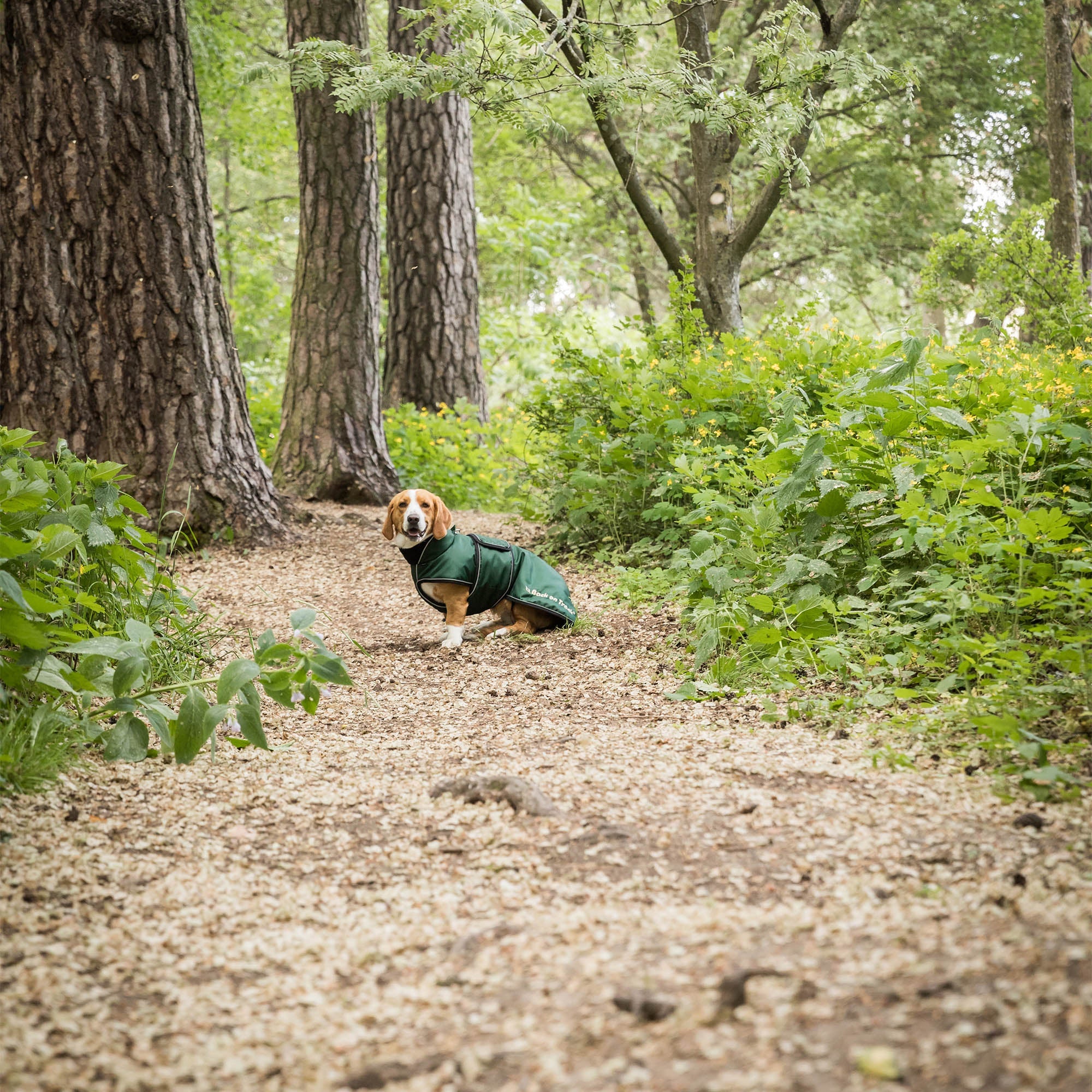 "Buddy" long dog coat
