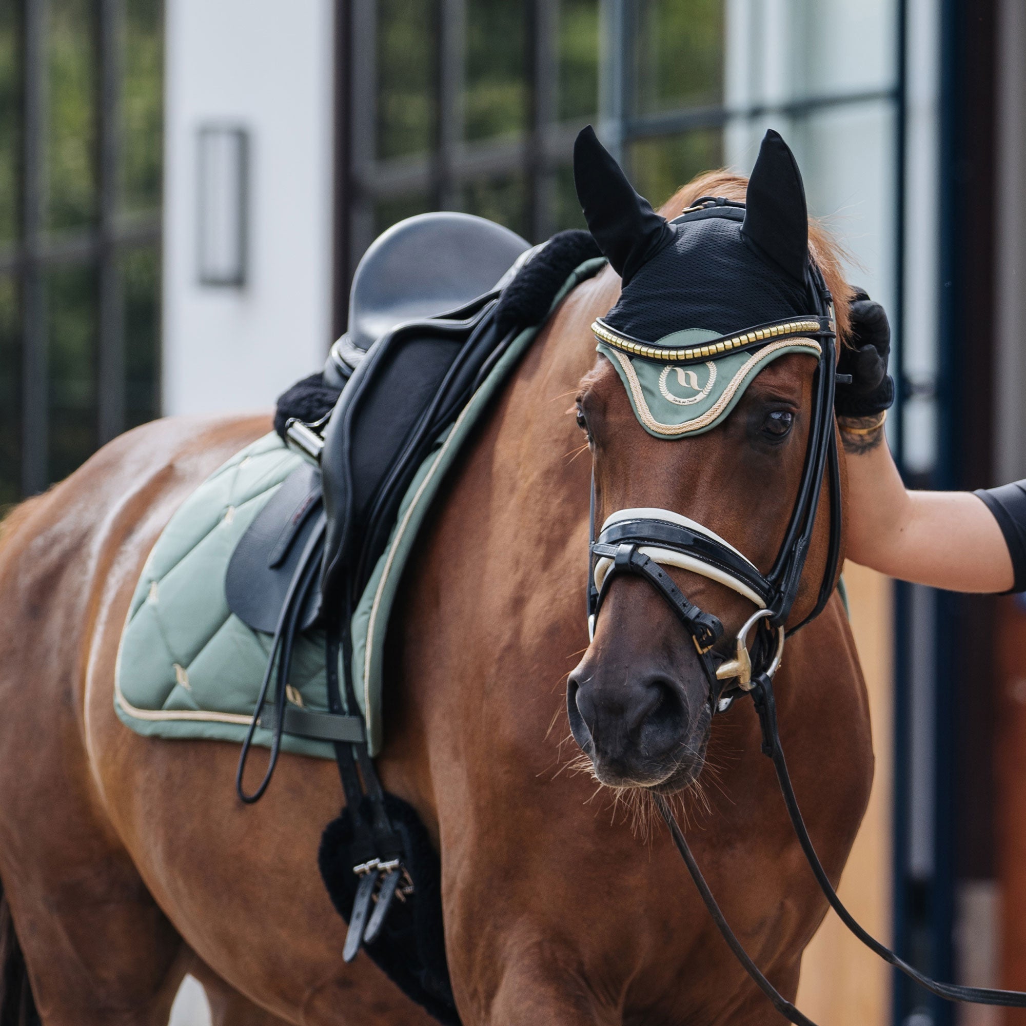 "Nights Collection" Saddle Pad Dressage Olive Green