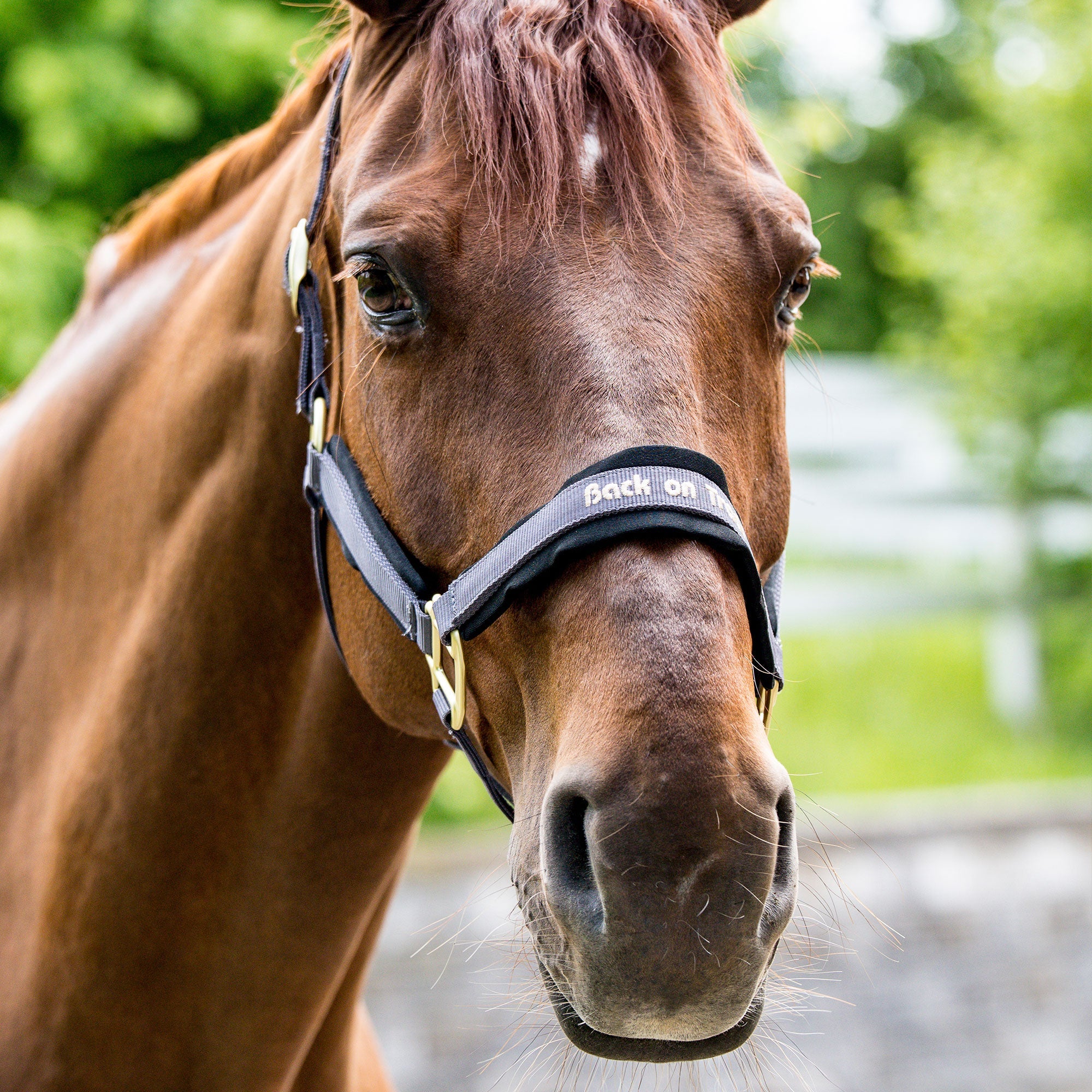 "Werano" Halter - Graphene