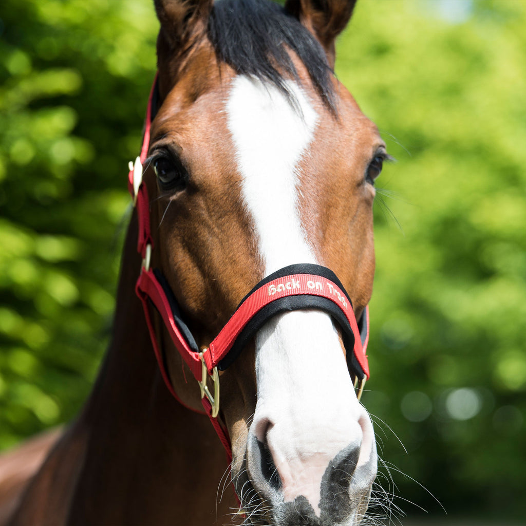 "Werano" Halter - Red