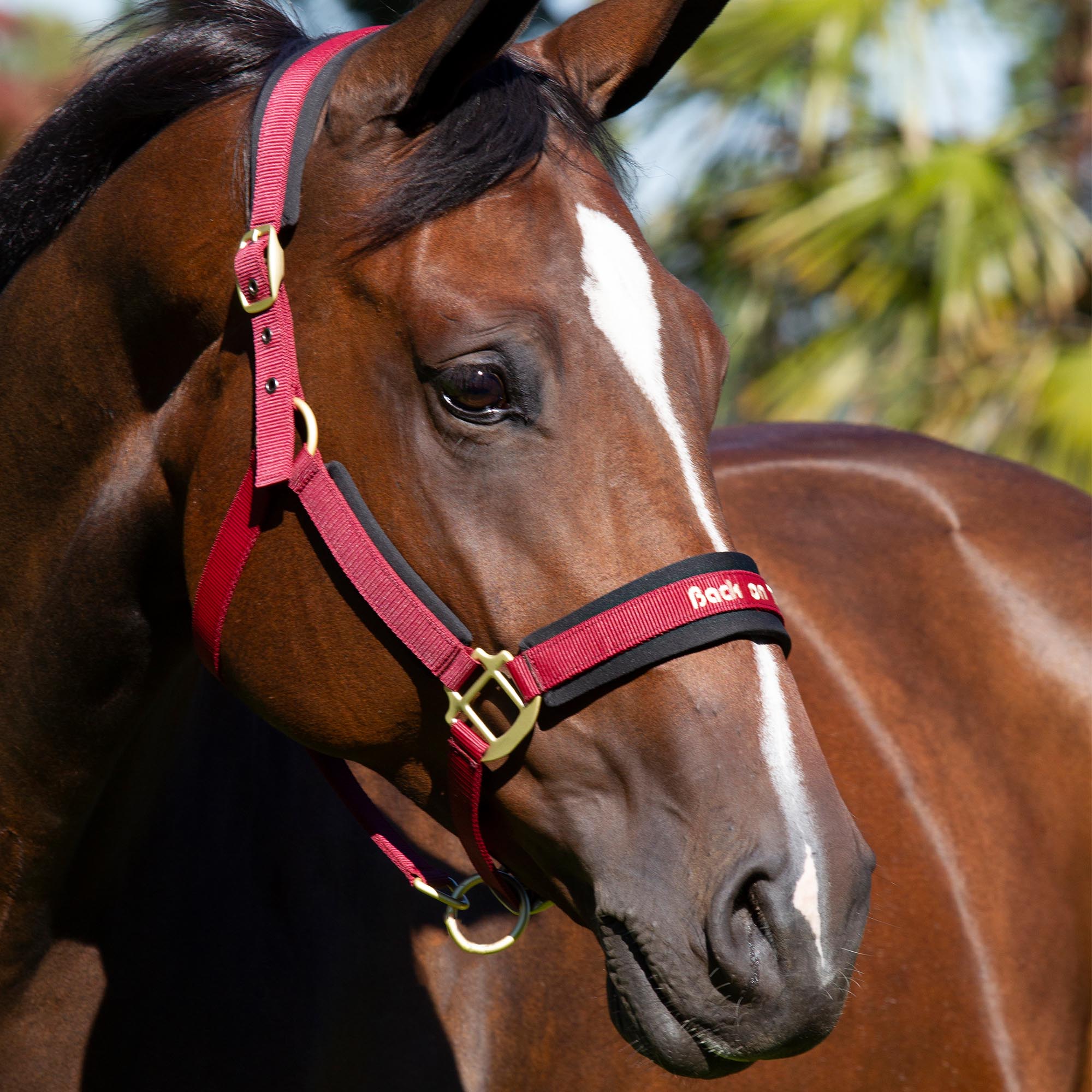 "Werano" Halter