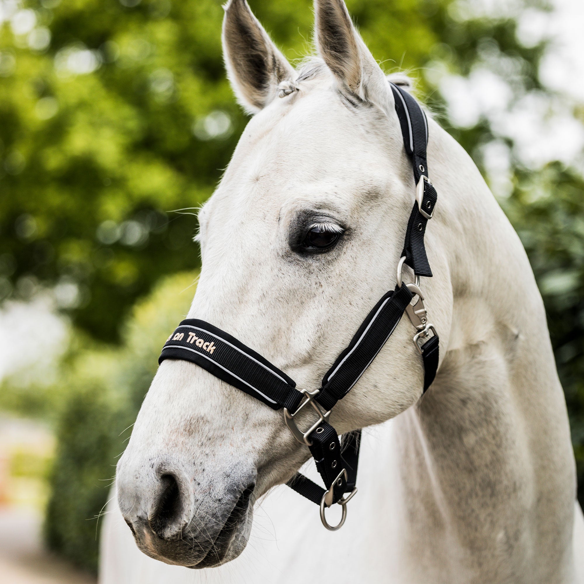 "Werano" Reflective Halter