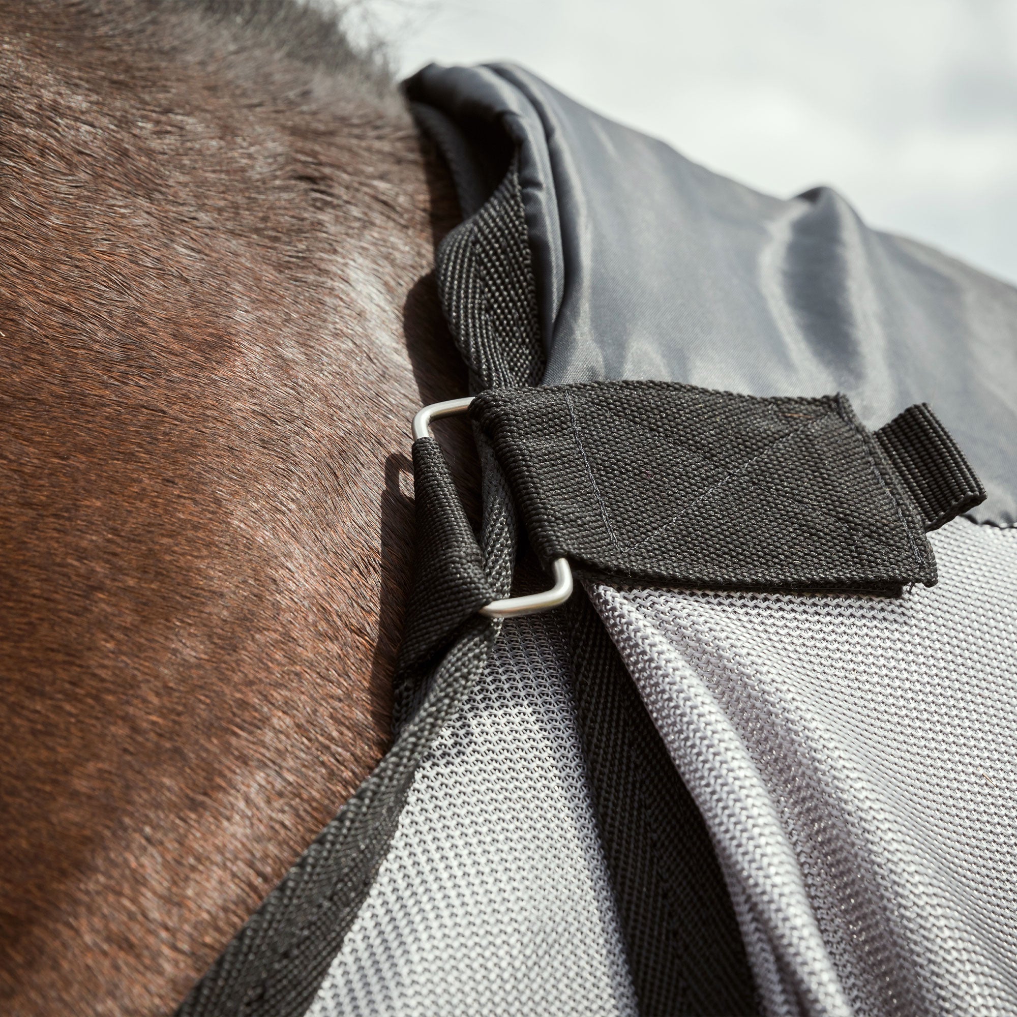 "Buzter" Fly Rug