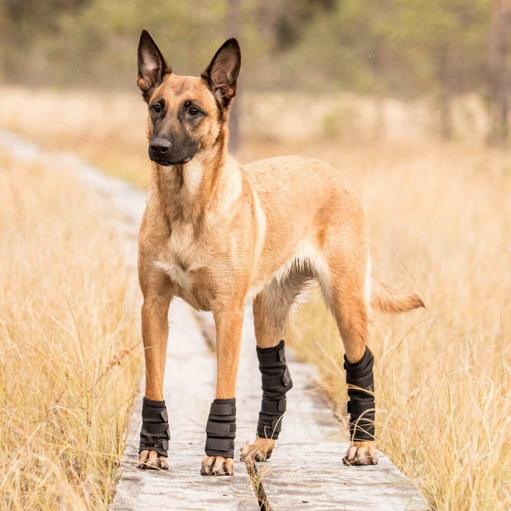 Hundbenskydd - Back on Track Sverige (5300242808987)