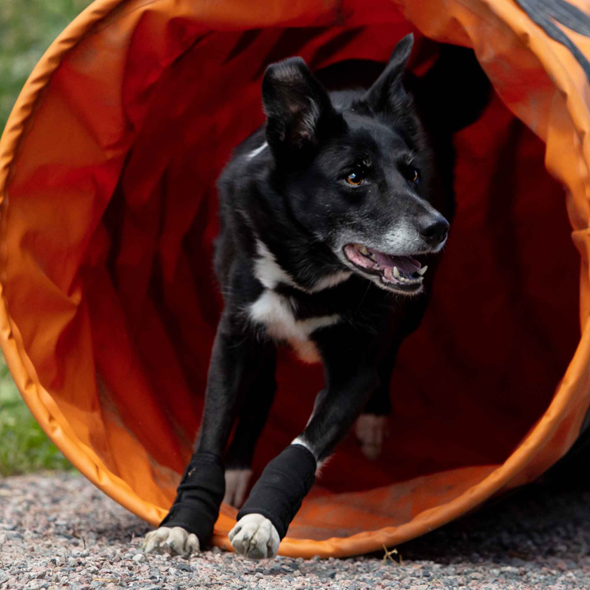 Dog Leg Brace