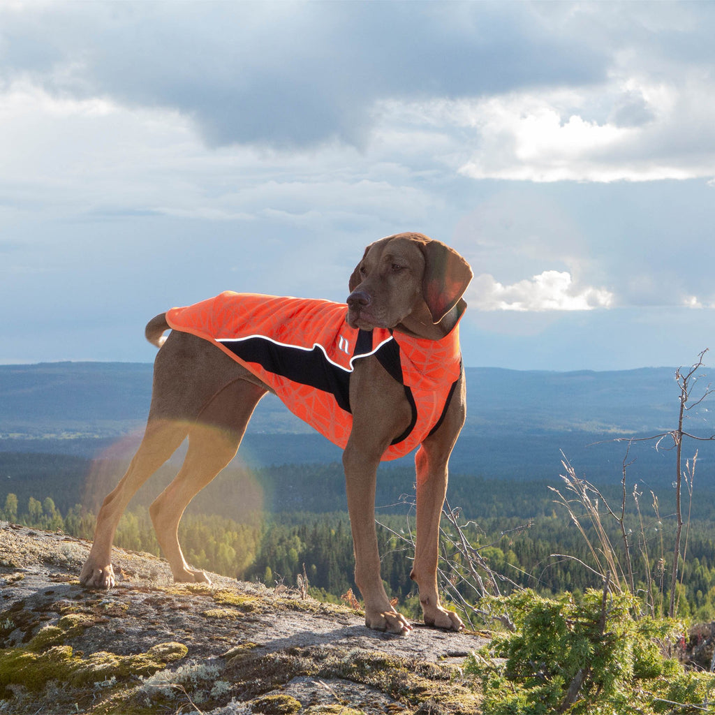 Eddie High Visibility Multi-functional Dog Jacket