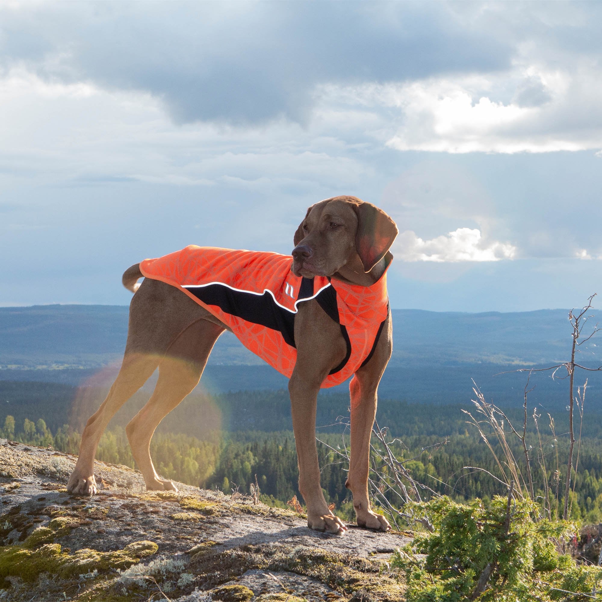 Eddie High Visibility Multi-functional Dog Jacket
