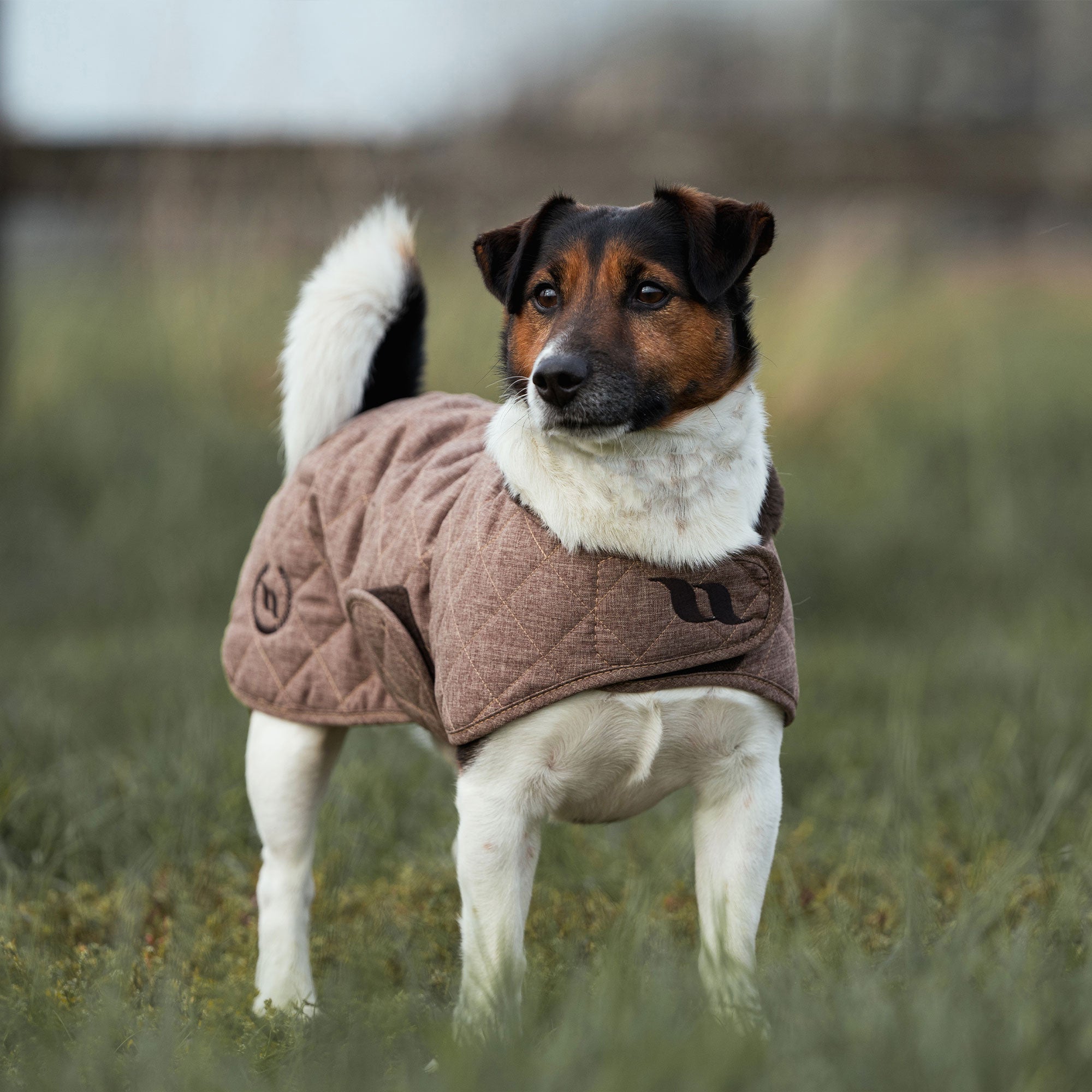 "Haze Collection" Dog Coat