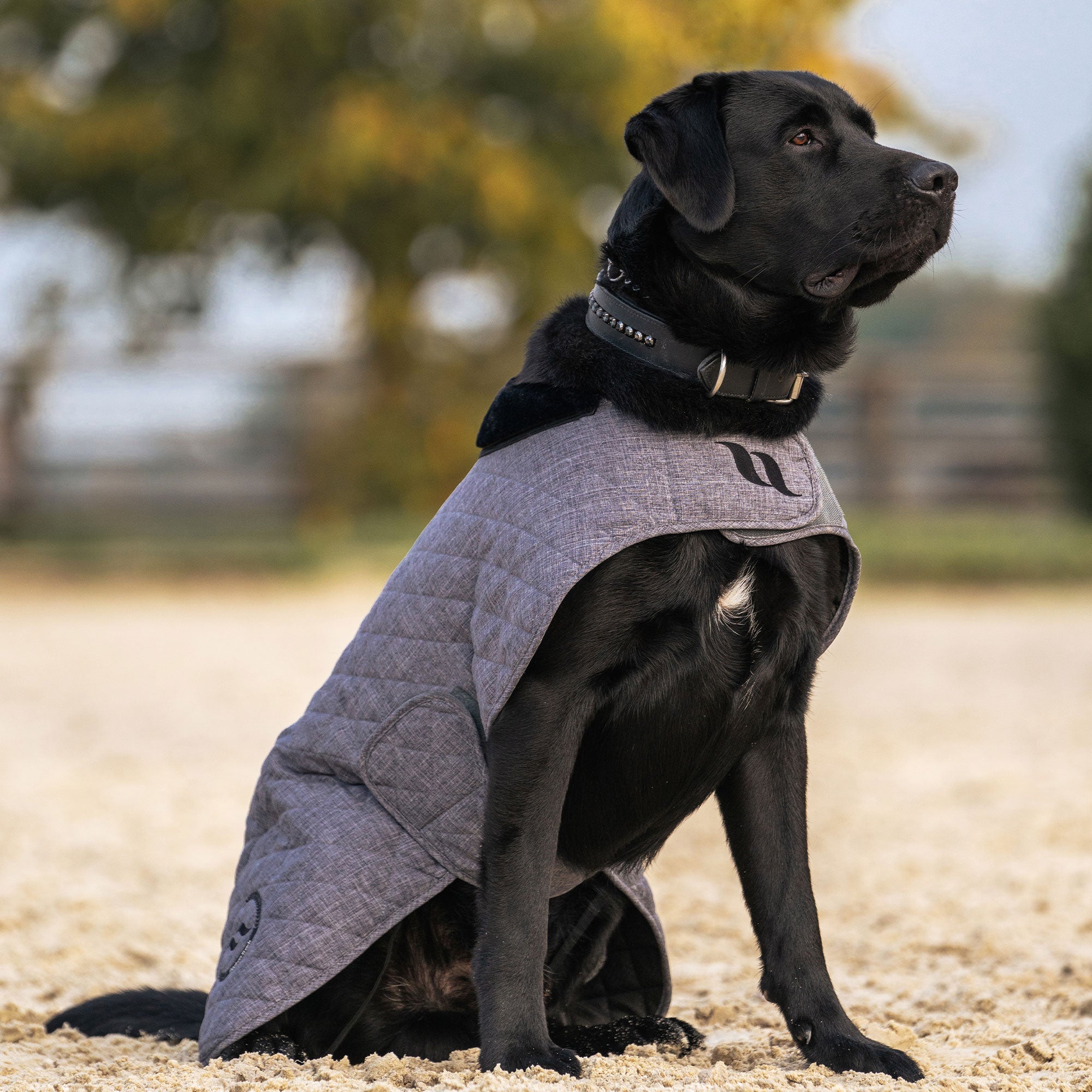 "Haze Collection" Dog Coat