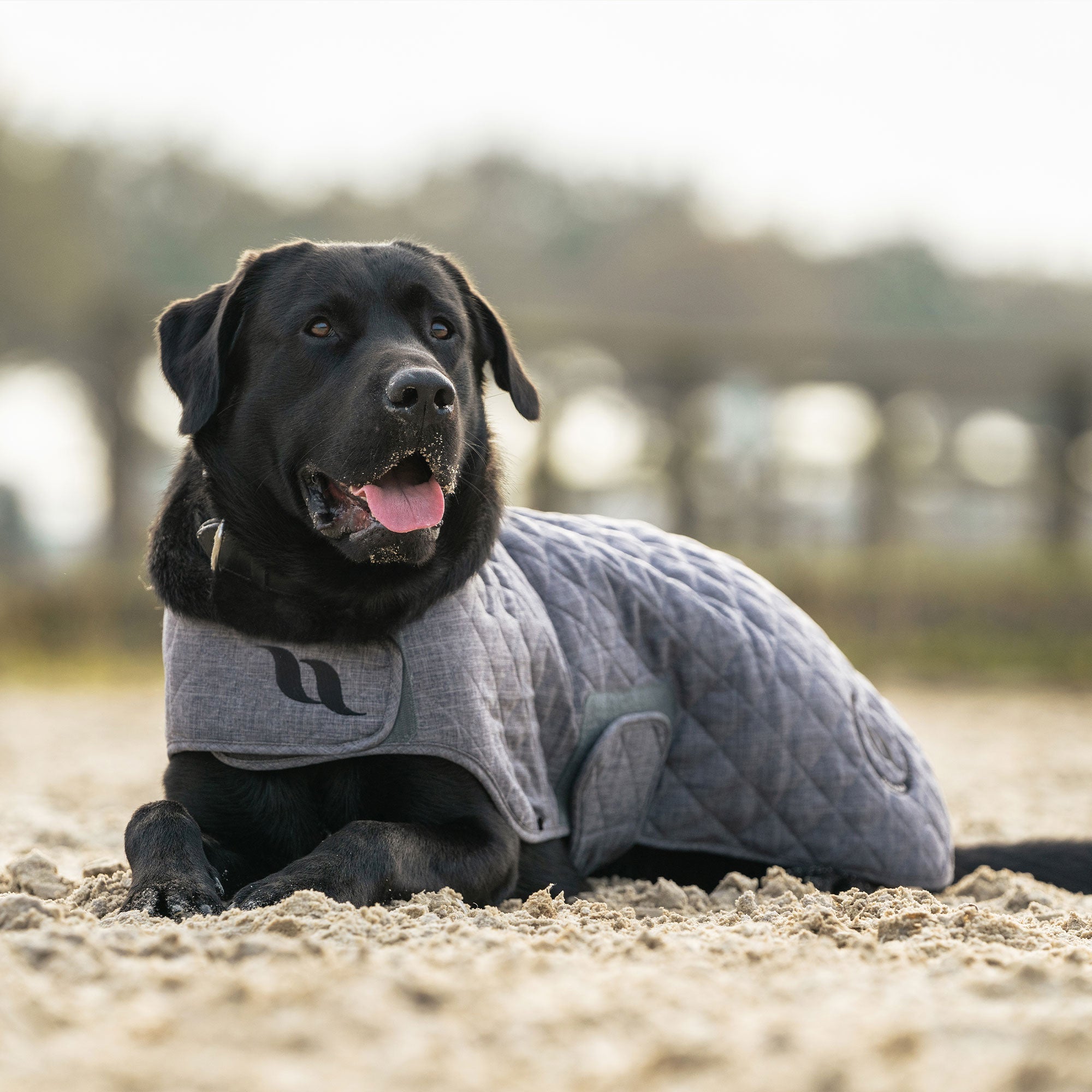 "Haze Collection" Dog Coat
