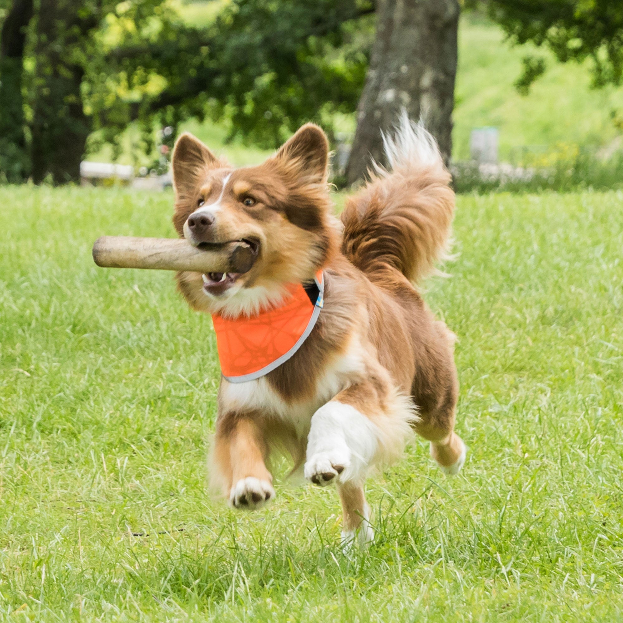 "Draco" High visibility bandana