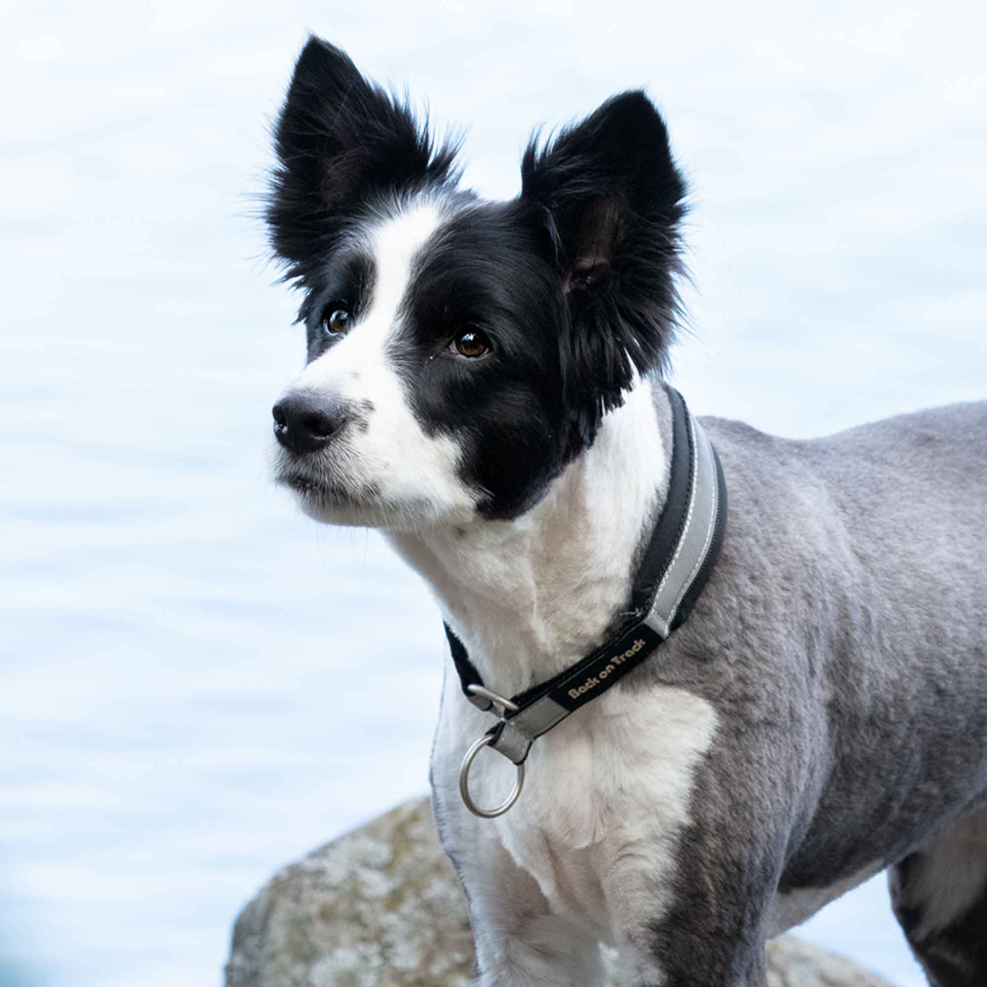 "Molly" Dog Collar