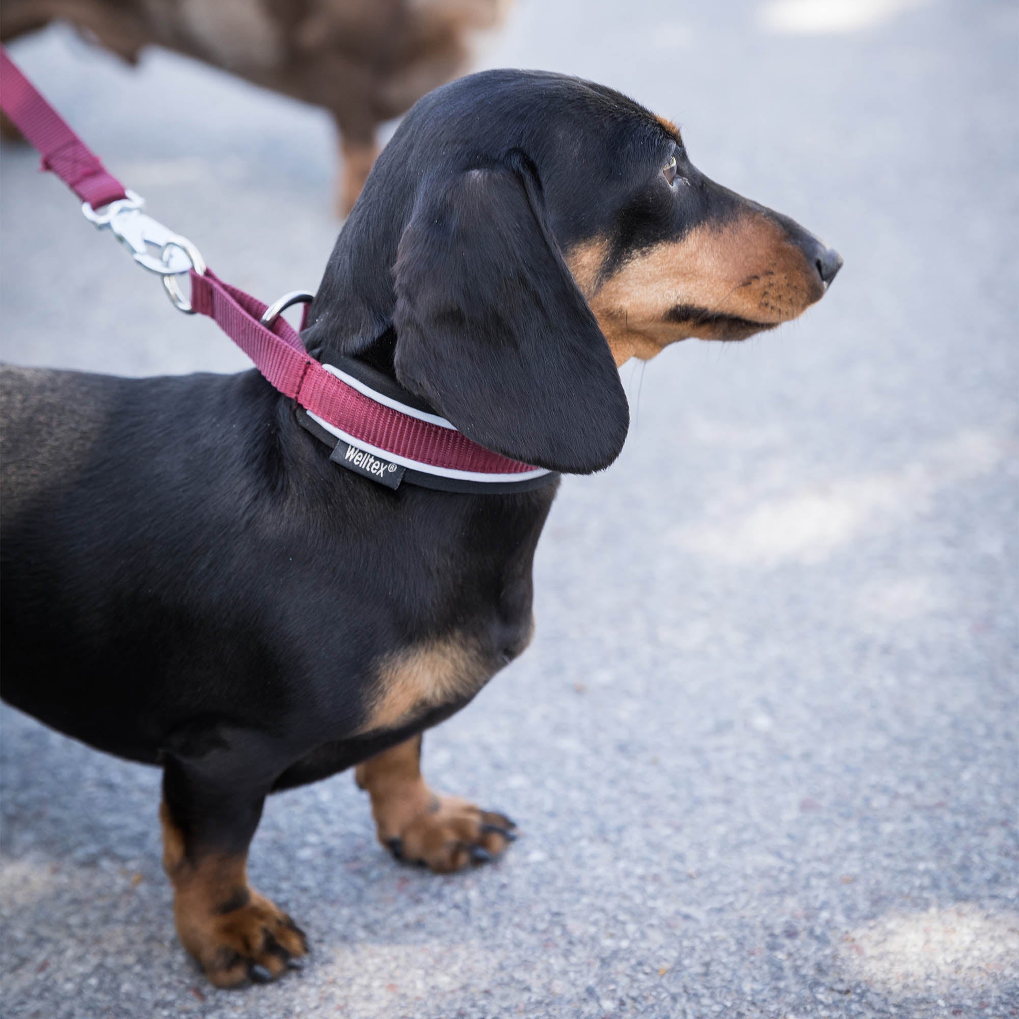"Charlie" Dog Collar