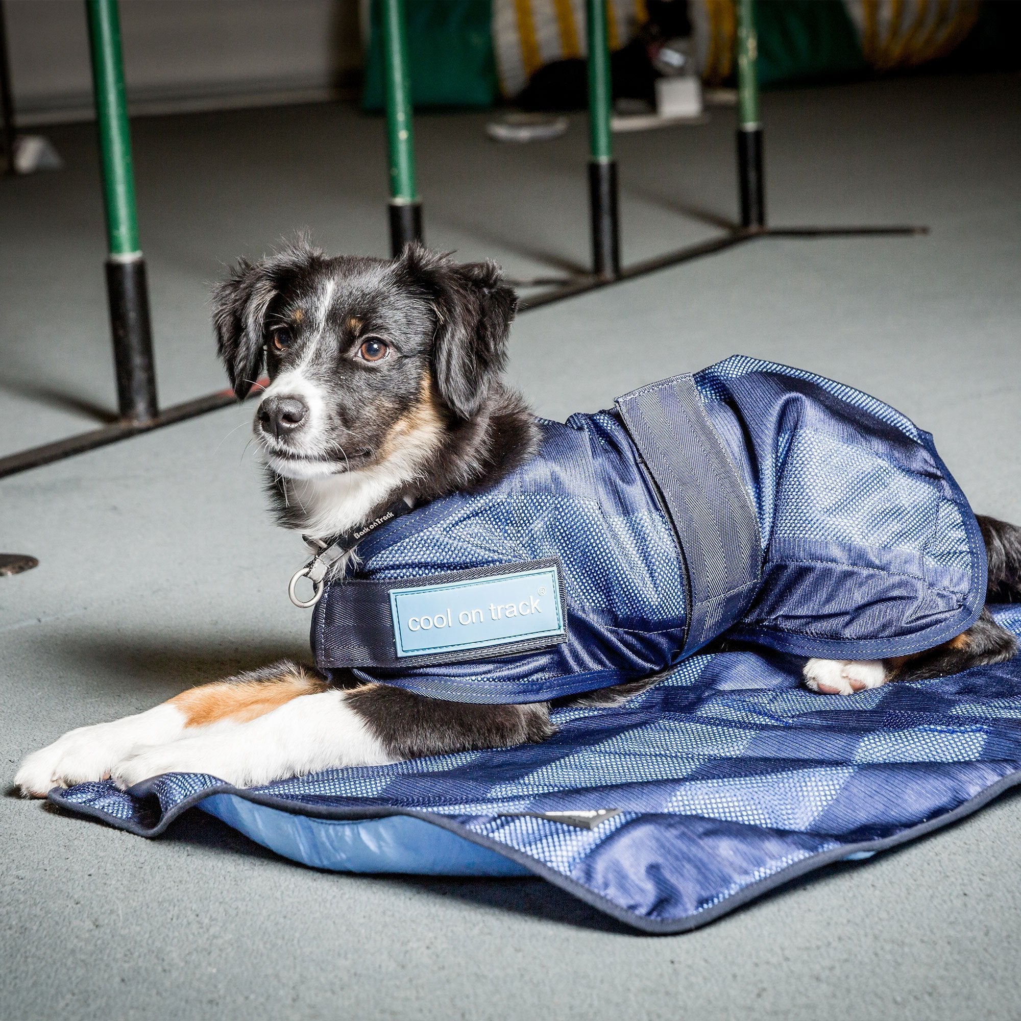 Cool on track Kyltäcke Hund - Back on Track Sverige (5300240318619)