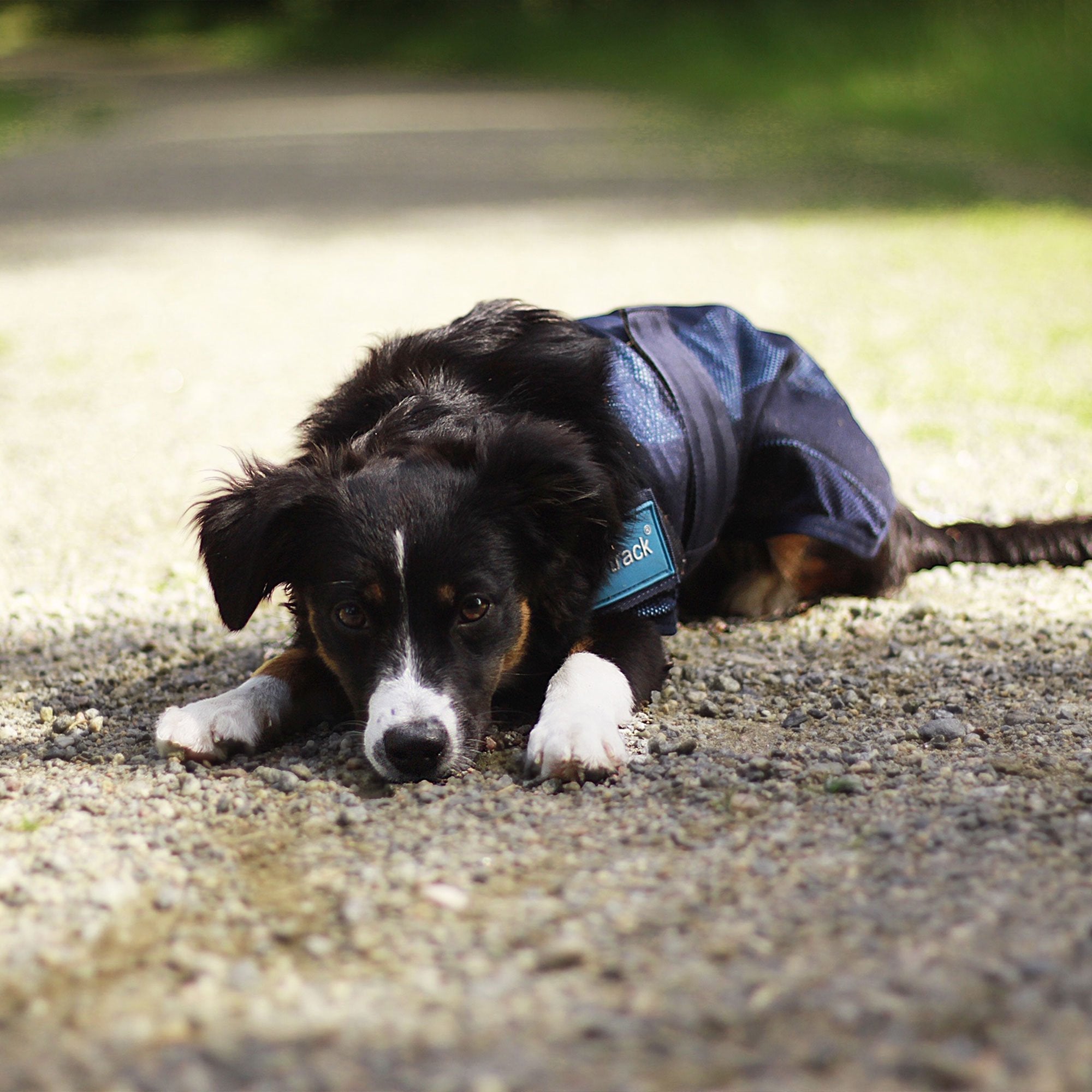 Cool on track Kyltäcke Hund - Back on Track Sverige (5300240318619)