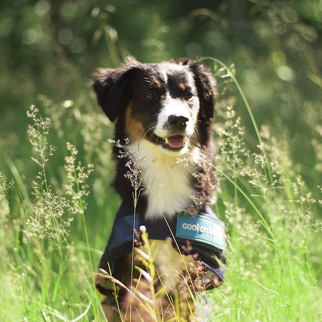 Cool on track Kyltäcke Hund - Back on Track Sverige (5300240318619)