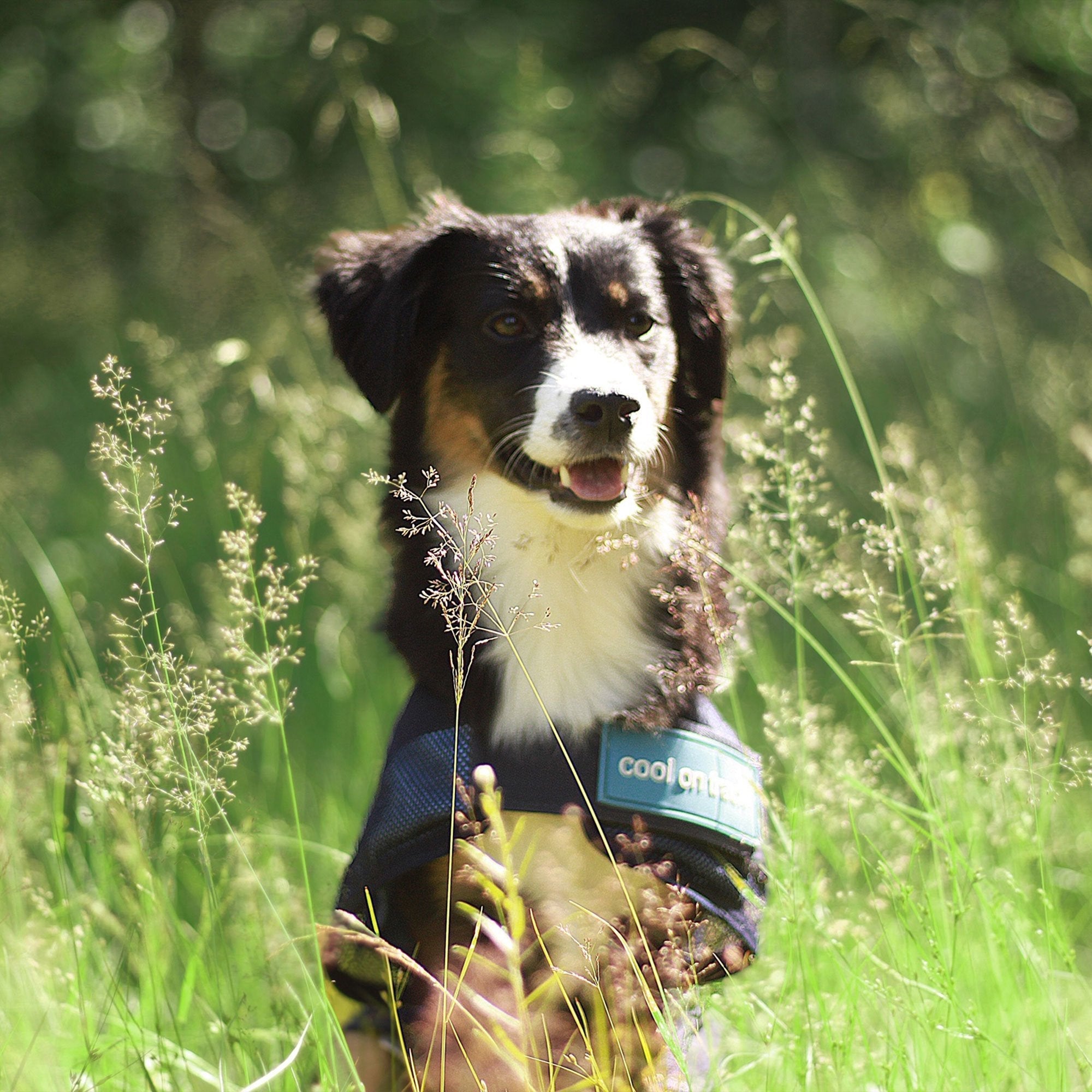 Cool on track Kyltäcke Hund - Back on Track Sverige (5300240318619)