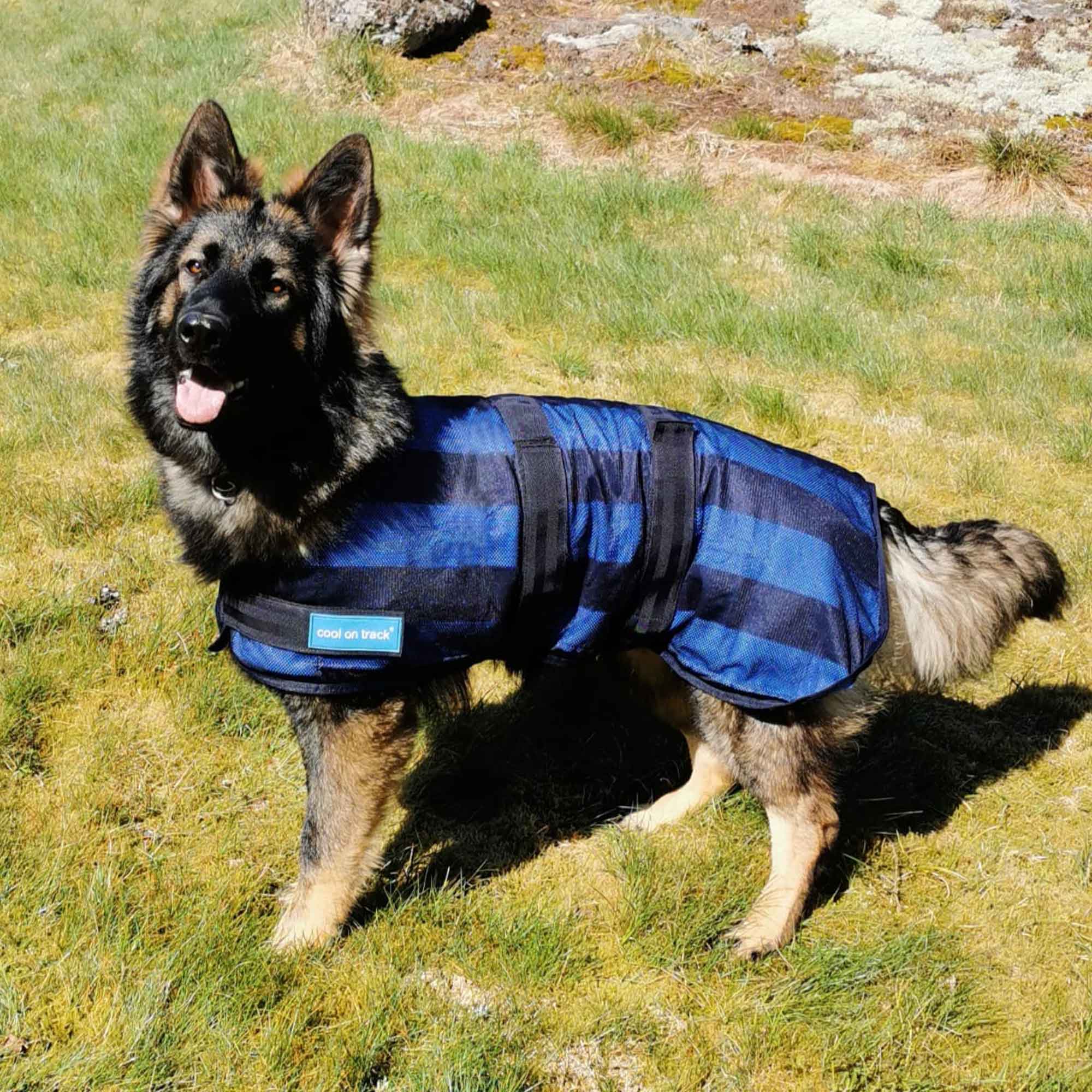 Cool on Track - Cooling Dog Coat