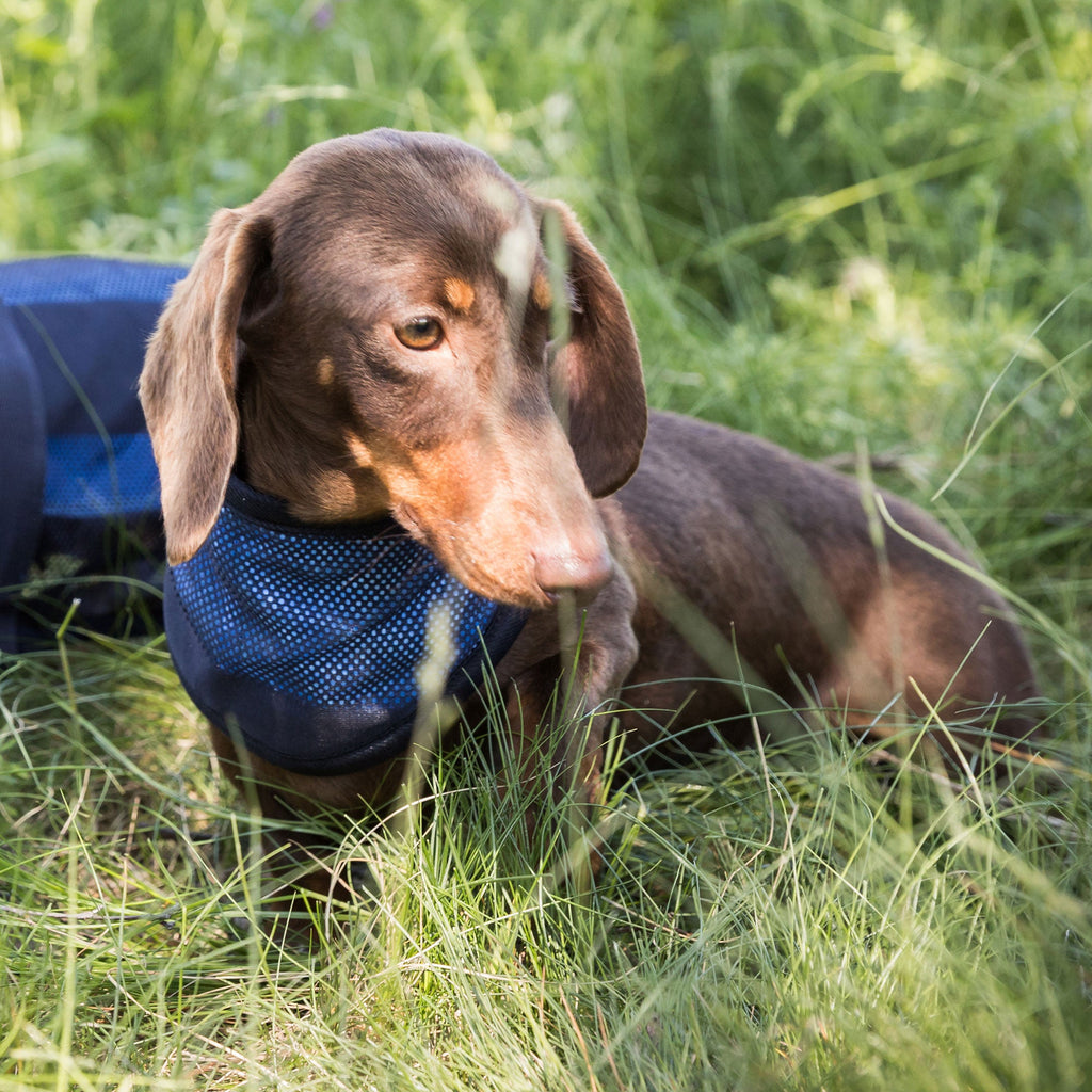 Cool on Track - Cooling Bandana