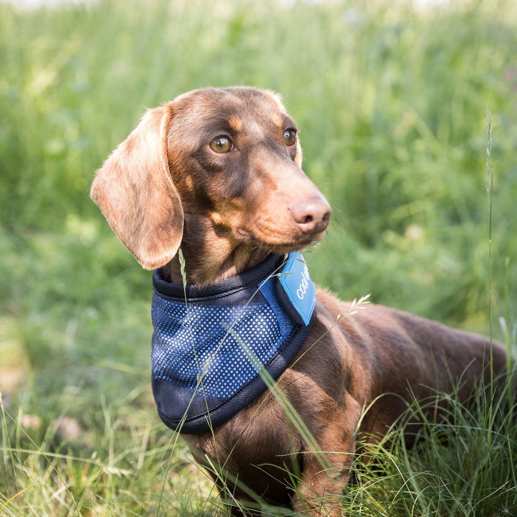 Cool on Track - Cooling Bandana